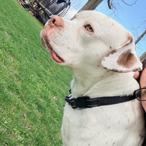 Enlarge Meatball, an adoptable mixed breed in CHURCHVILLE, NY image 2/6