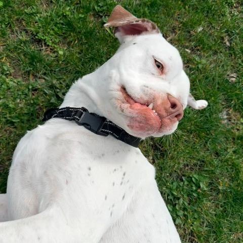 Enlarge Meatball, an adoptable mixed breed in CHURCHVILLE, NY image 3/6