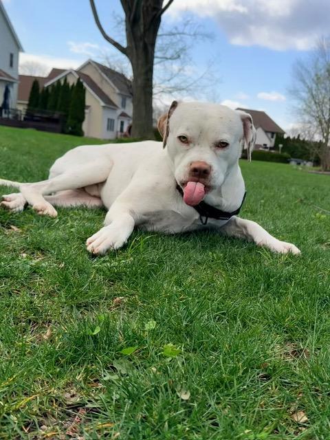 Enlarge Meatball, an adoptable mixed breed in CHURCHVILLE, NY image 4/6