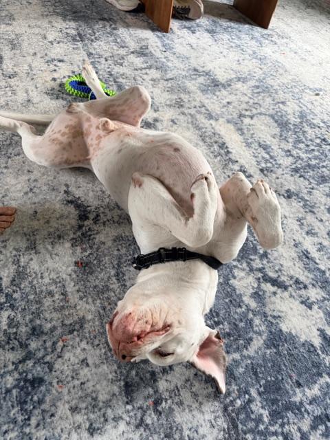 Enlarge Meatball, an adoptable mixed breed in CHURCHVILLE, NY image 6/6