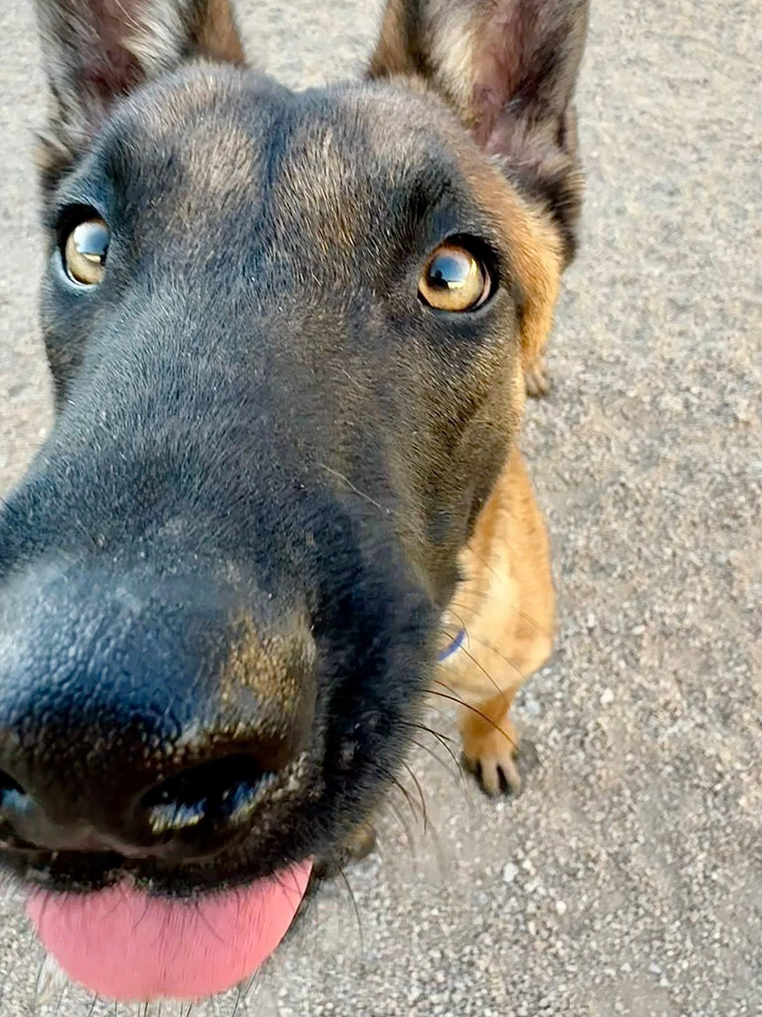 Enlarge Kristoff, a ADOPTABLE Belgian Shepherd / Malinois in Glendale, AZ image 4/5