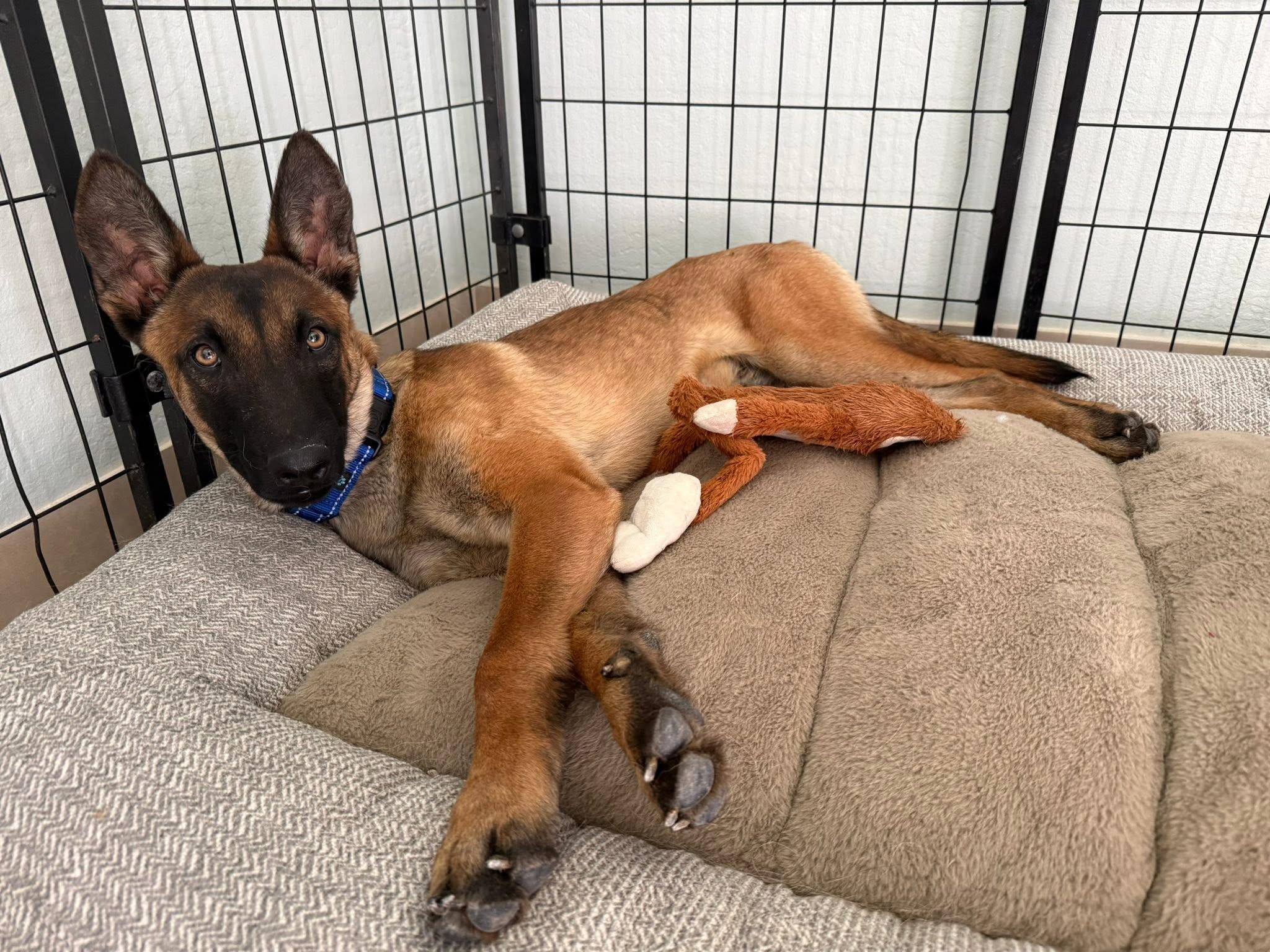 Enlarge Kristoff, a ADOPTABLE Belgian Shepherd / Malinois in Glendale, AZ image 3/5