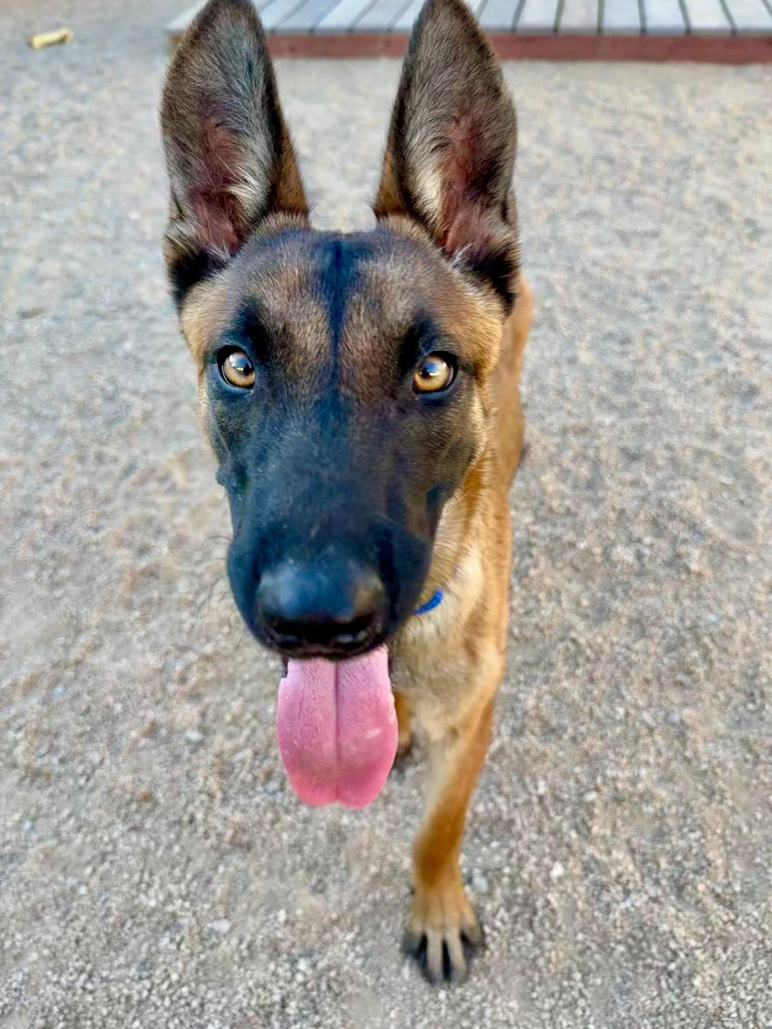 Enlarge Kristoff, a ADOPTABLE Belgian Shepherd / Malinois in Glendale, AZ image 1/5