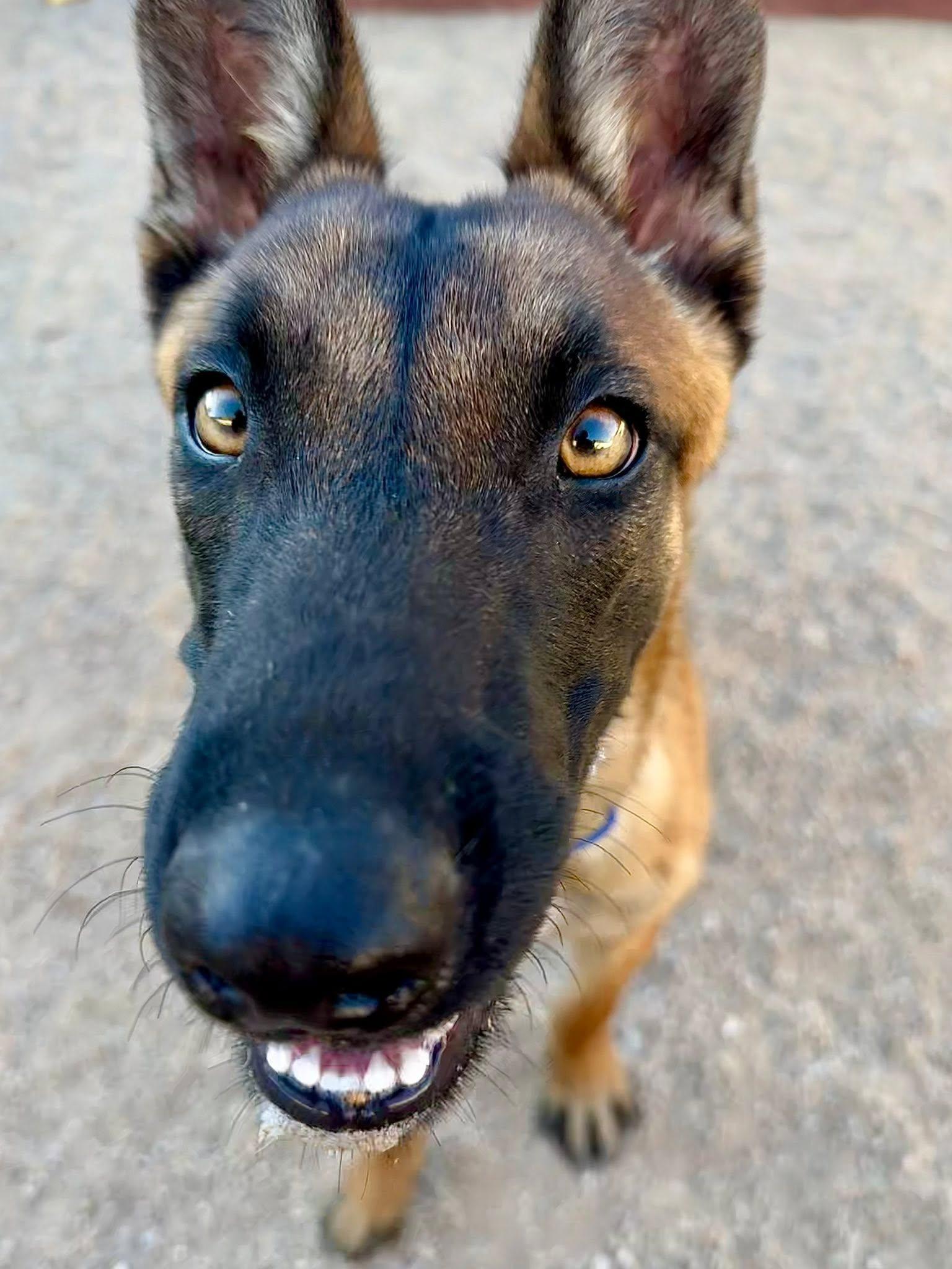 Enlarge Kristoff, a ADOPTABLE Belgian Shepherd / Malinois in Glendale, AZ image 5/5
