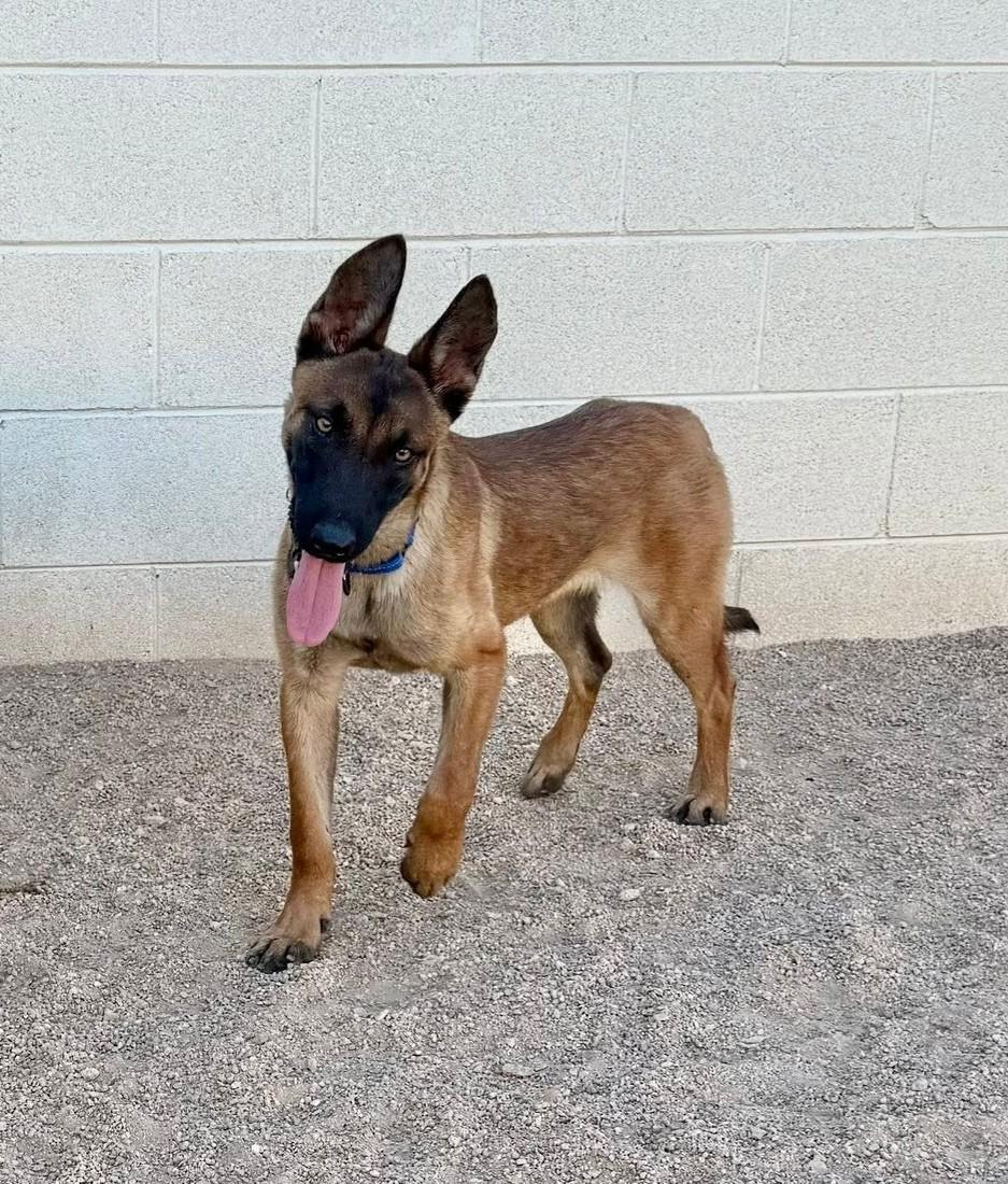 Enlarge Kristoff, a ADOPTABLE Belgian Shepherd / Malinois in Glendale, AZ image 2/5