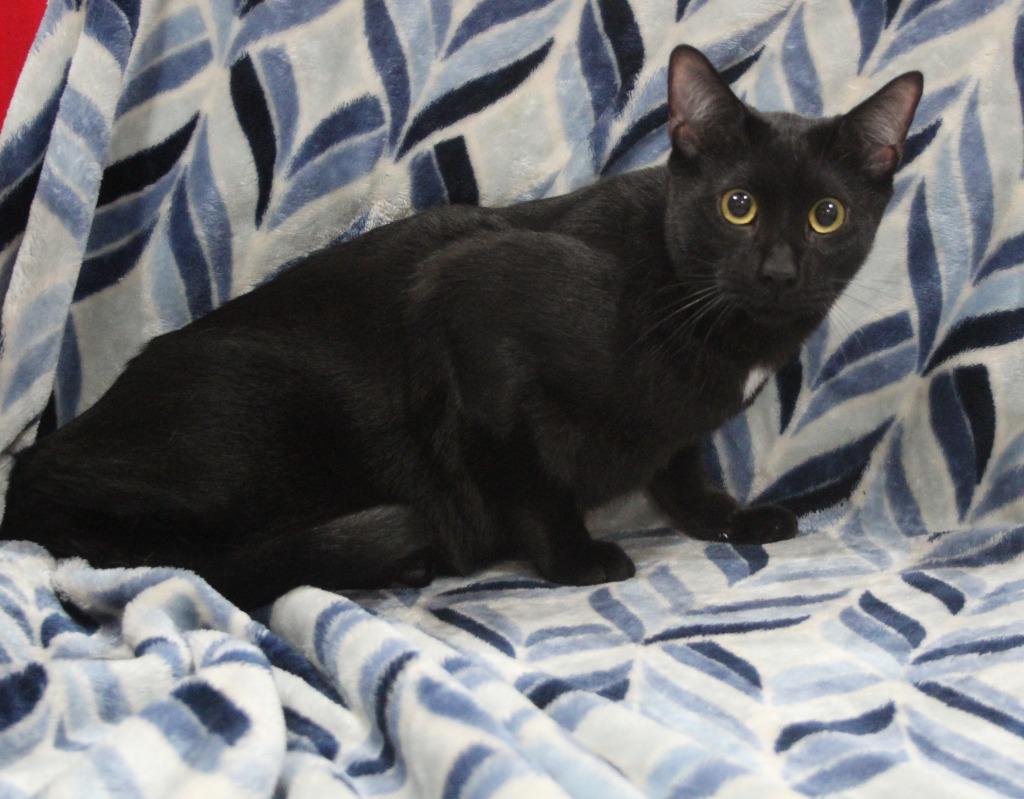 Enlarge Borneo, a Adoptable mixed breed in Vacaville, CA image 1/1