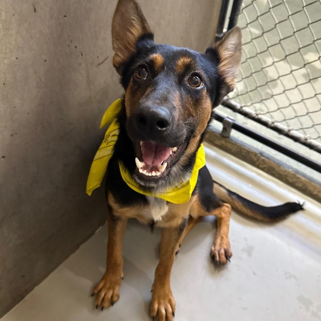 Henrietta, Adoptable, Young Female Mixed Breed.