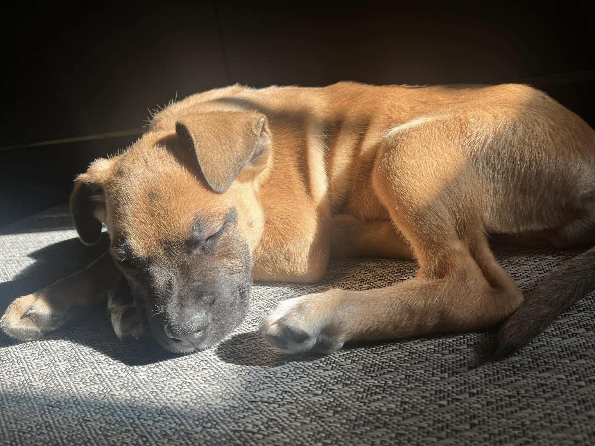 Enlarge Selene, a Adoptable mixed breed in Winnipeg, MB image 6/6