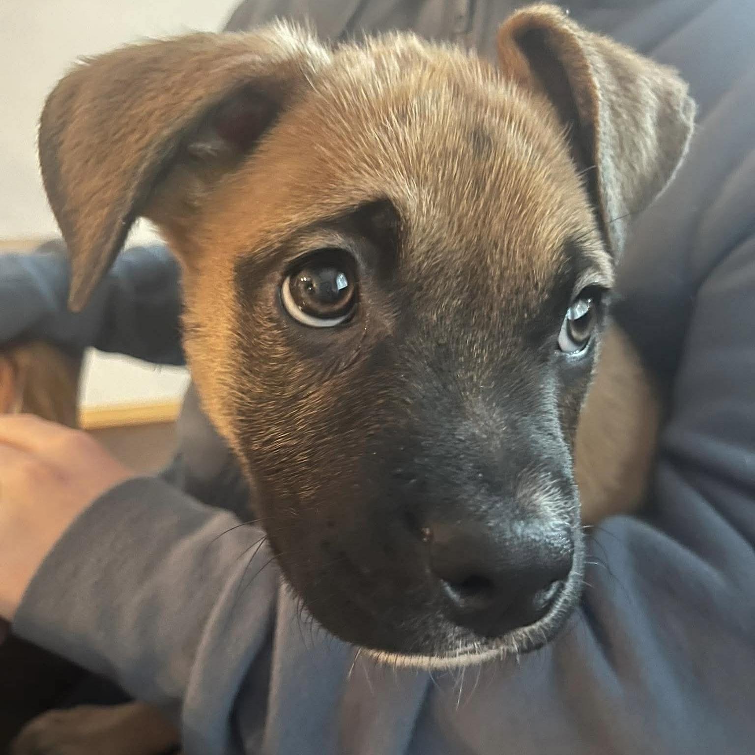 Enlarge Selene, a Adoptable mixed breed in Winnipeg, MB image 1/6