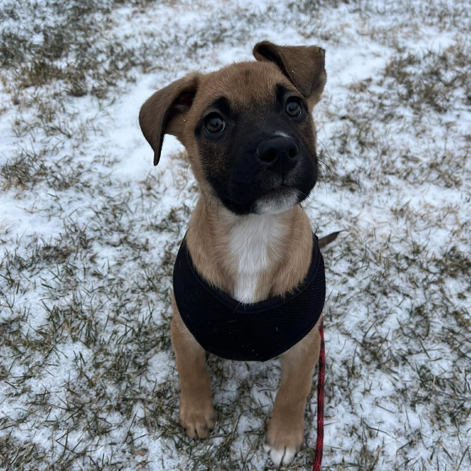 Enlarge Selene, a Adoptable mixed breed in Winnipeg, MB image 5/6