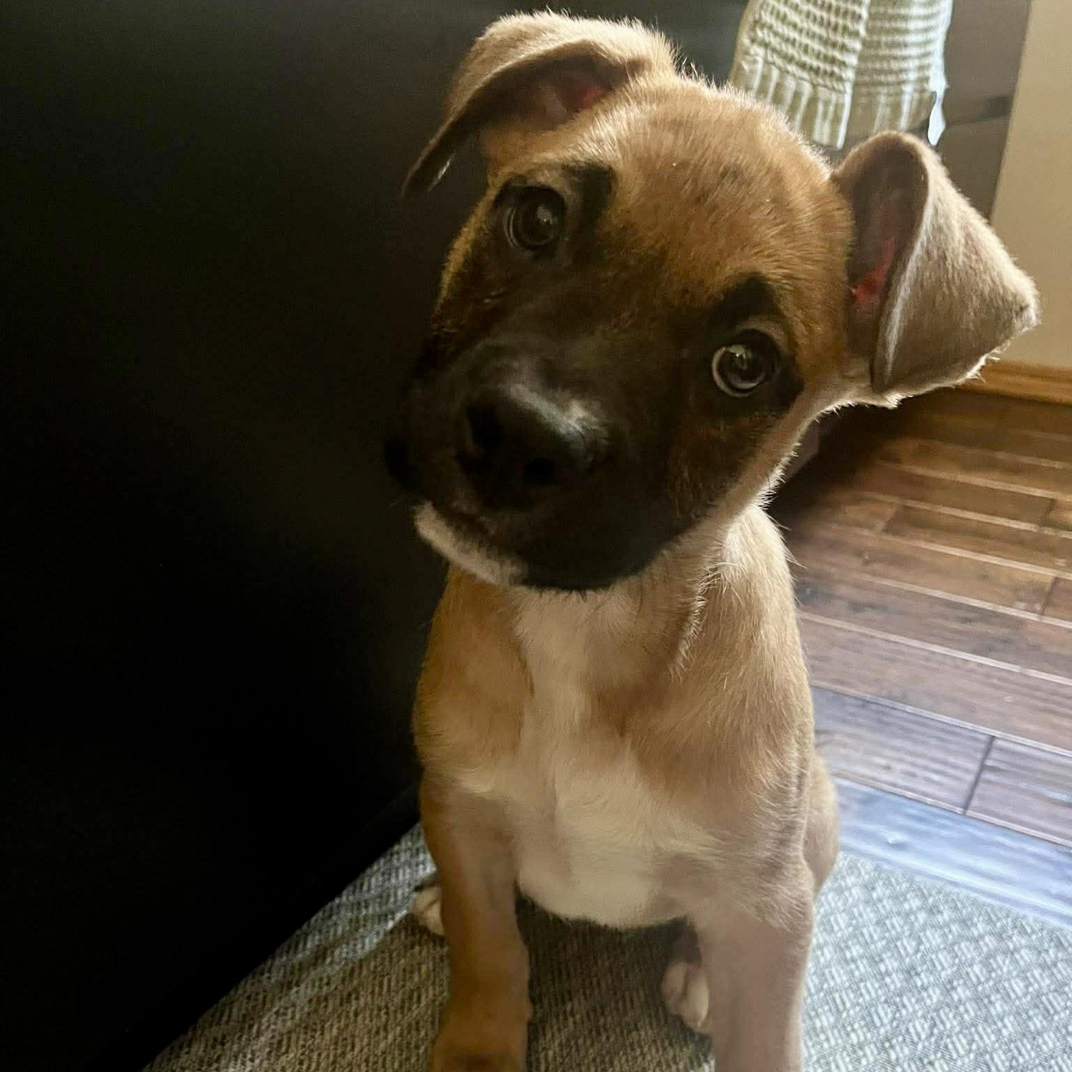 Enlarge Selene, a Adoptable mixed breed in Winnipeg, MB image 2/6