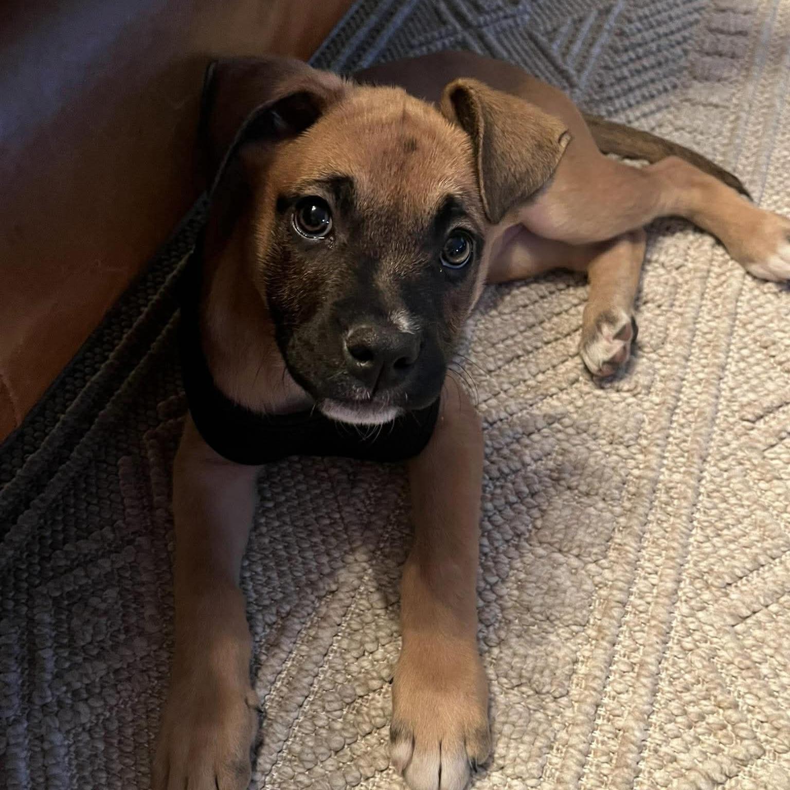 Enlarge Selene, a Adoptable mixed breed in Winnipeg, MB image 3/6