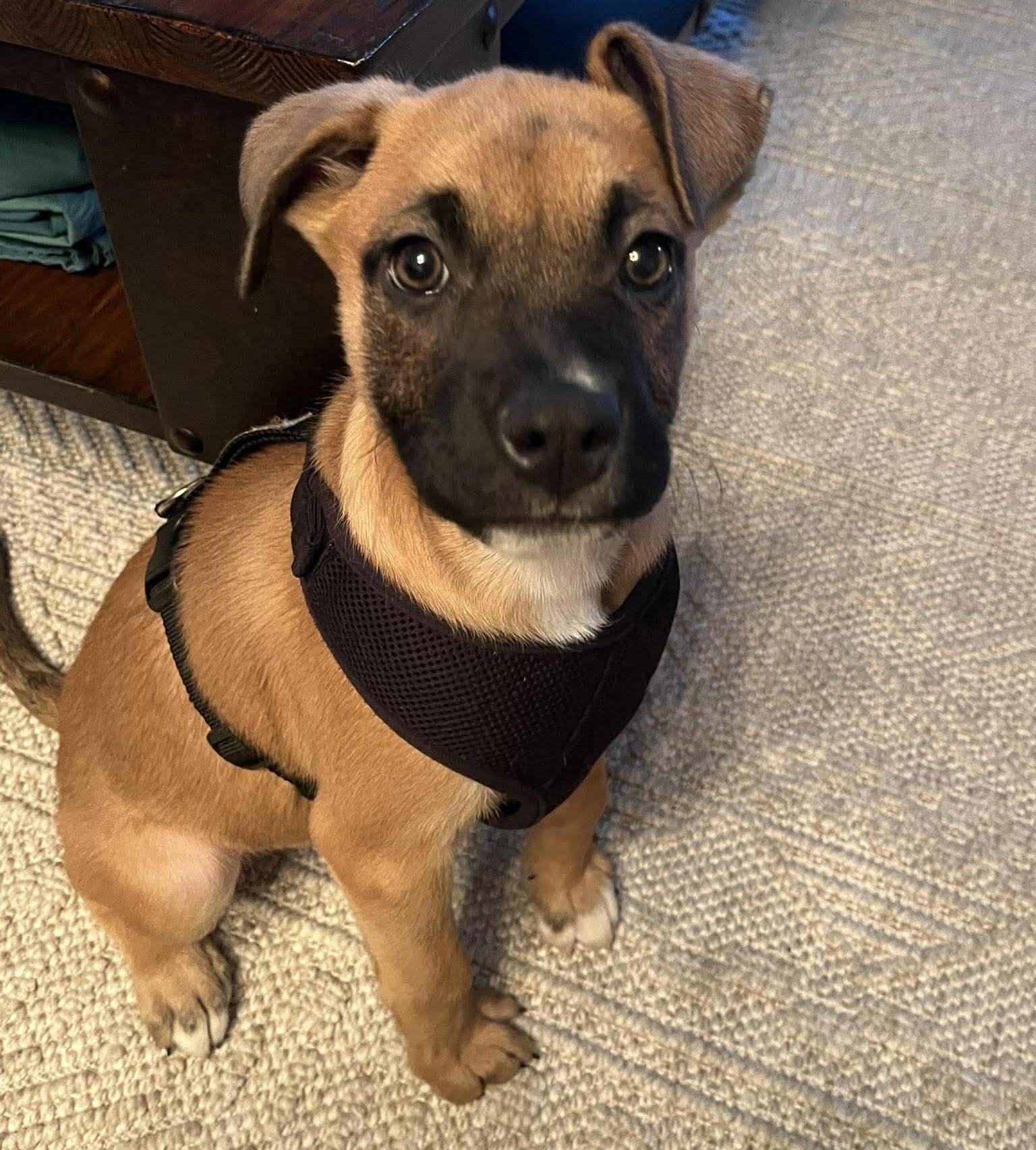 Enlarge Selene, a Adoptable mixed breed in Winnipeg, MB image 4/6