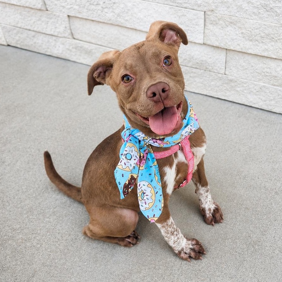 Aisle Nine, ADOPTABLE, Puppy Female Australian Cattle Dog / Blue Heeler & Terrier.