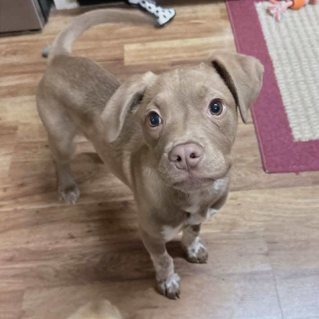 Enlarge Aisle Nine, a ADOPTABLE mixed breed in Helena, AL image 3/3