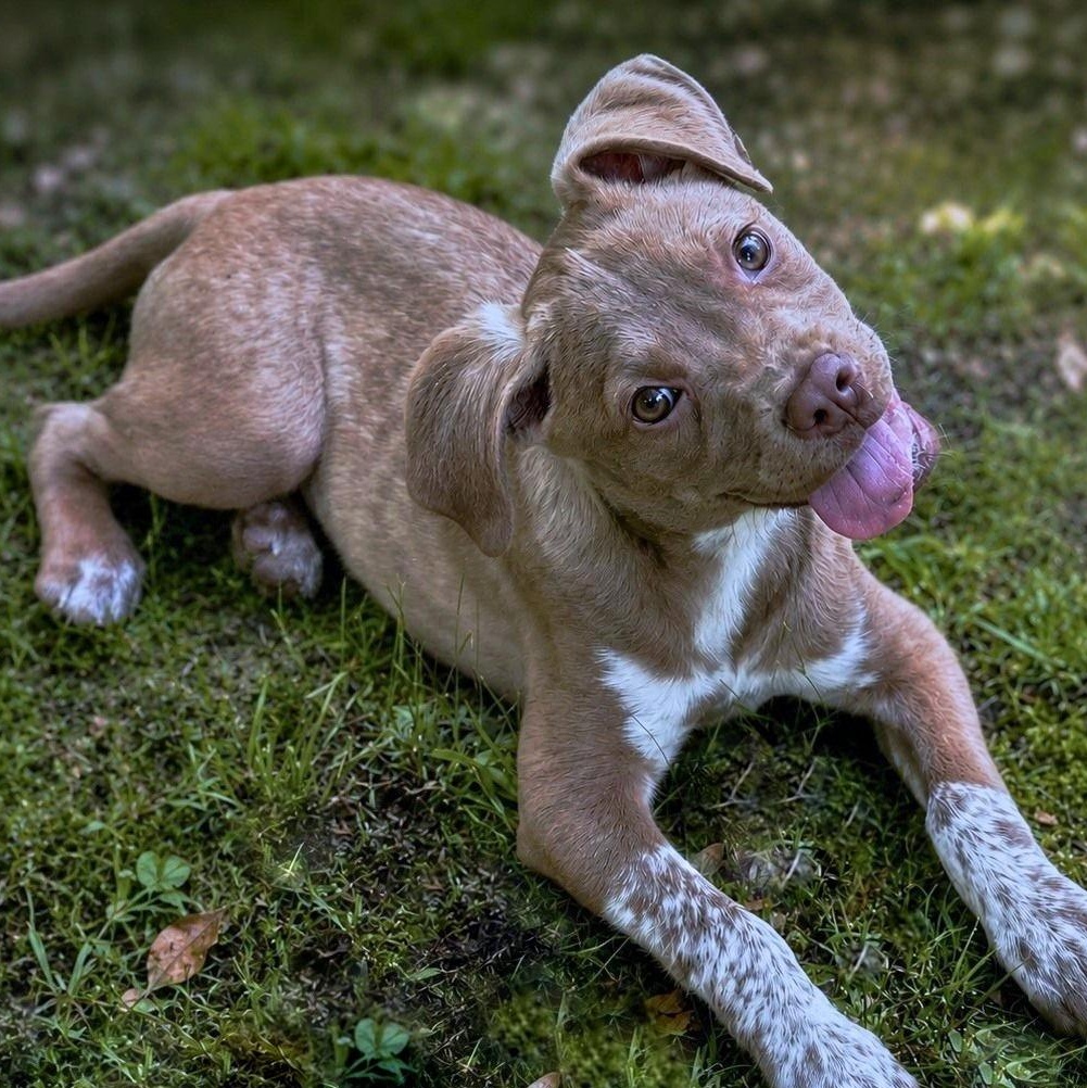 Enlarge Aisle Nine, a ADOPTABLE mixed breed in Helena, AL image 2/3