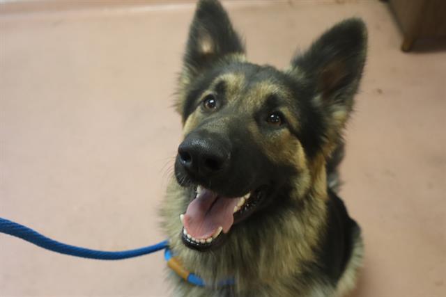 Enlarge CHEWY, a Adoptable Mixed Breed in Columbia, SC image 1/1