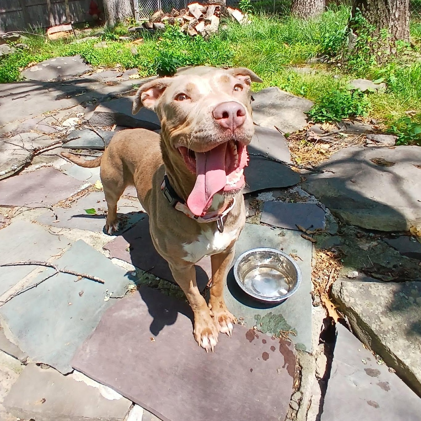 Q-Betty, a ADOPTABLE American Bully in Saugerties, NY image 4/5