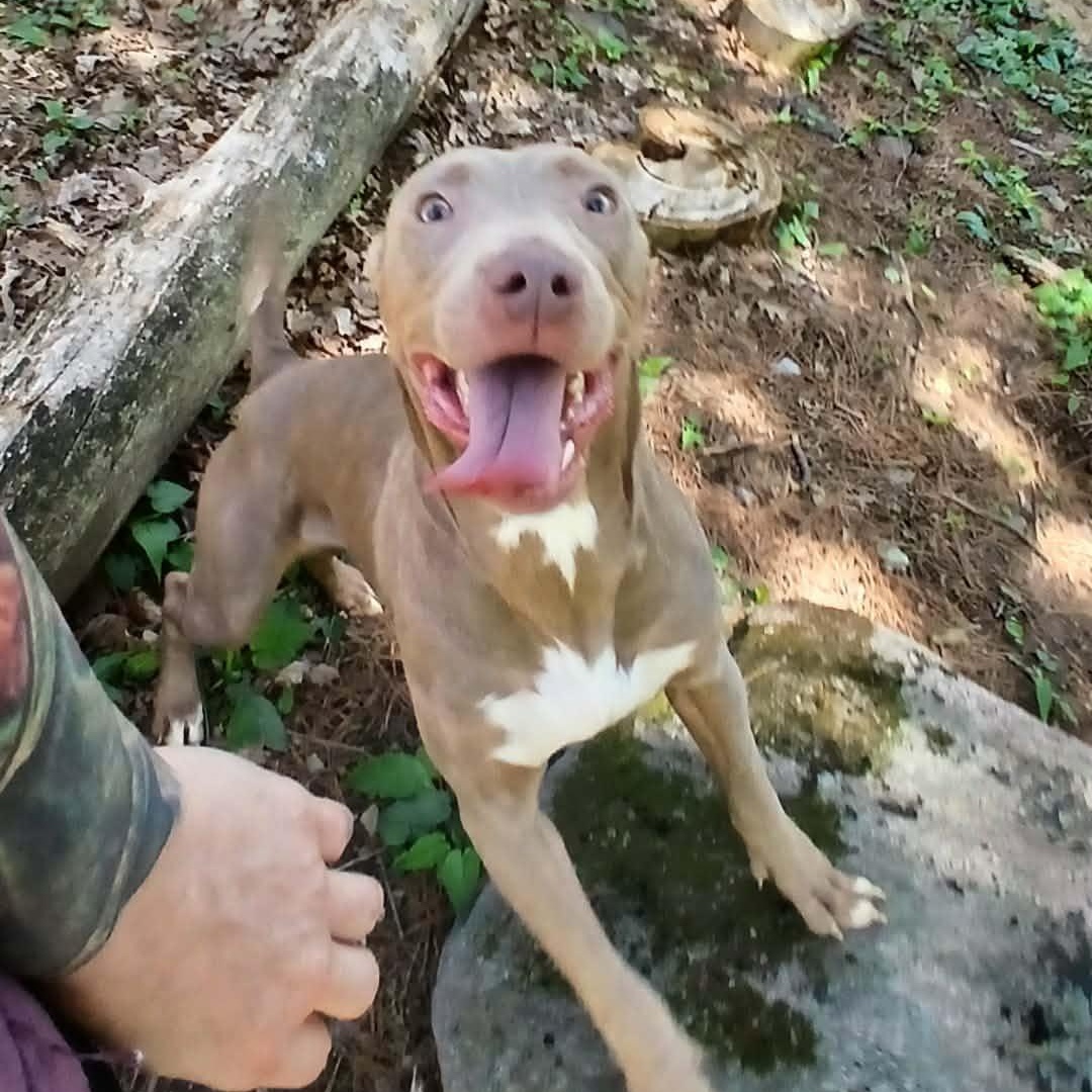 Q-Betty, ADOPTABLE, Young Female American Bully.