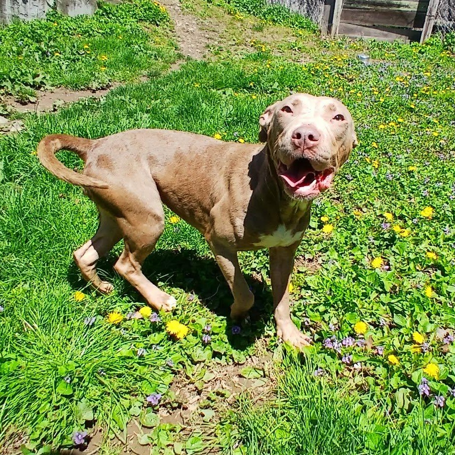 Enlarge Q-Betty, a ADOPTABLE American Bully in Saugerties, NY image 6/6