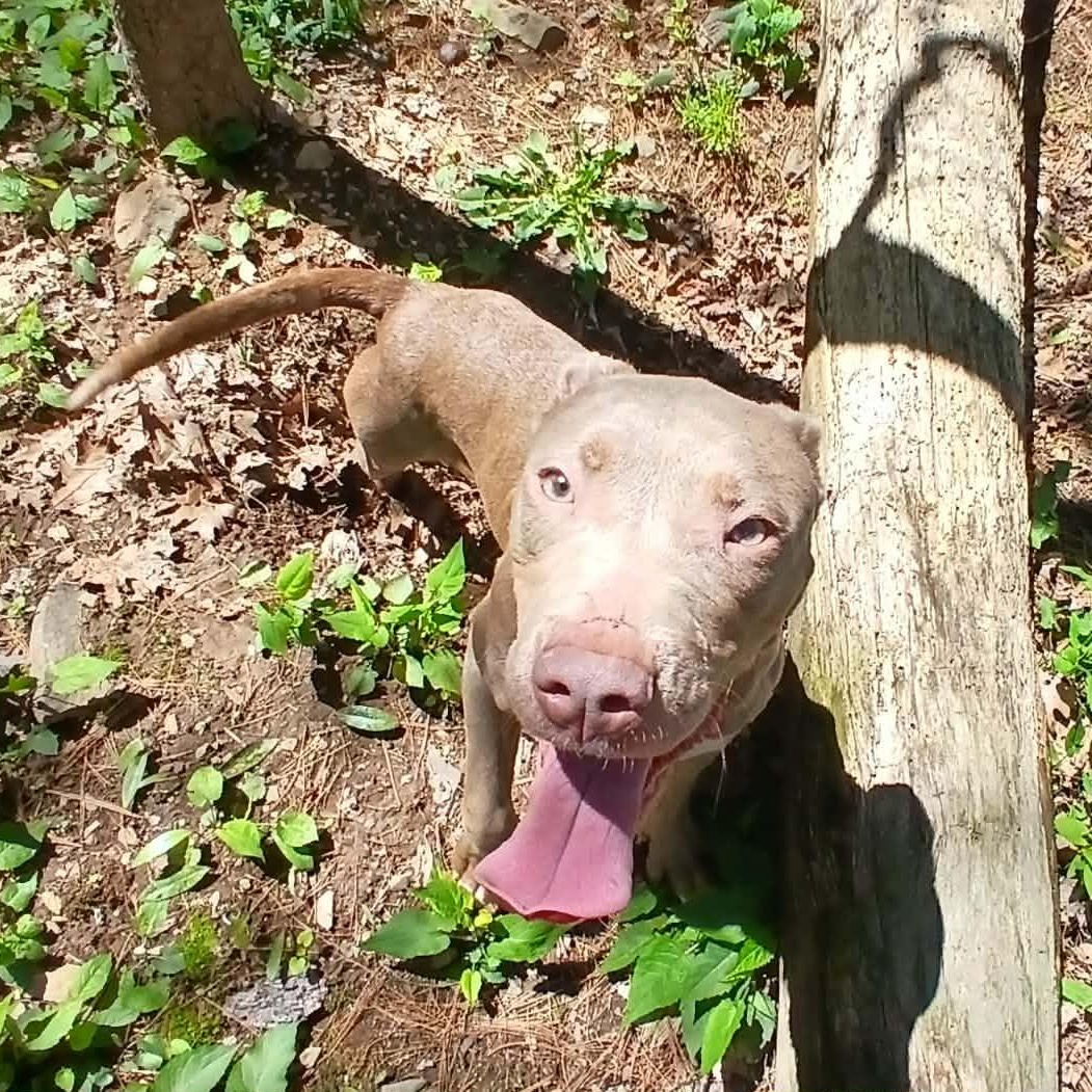 Enlarge Q-Betty, a ADOPTABLE American Bully in Saugerties, NY image 4/6