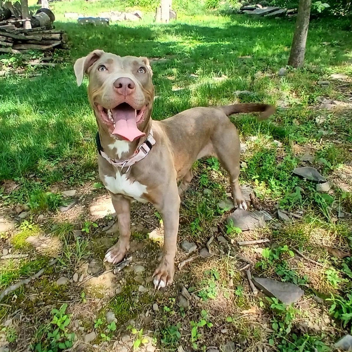Q-Betty, a ADOPTABLE American Bully in Saugerties, NY image 3/5