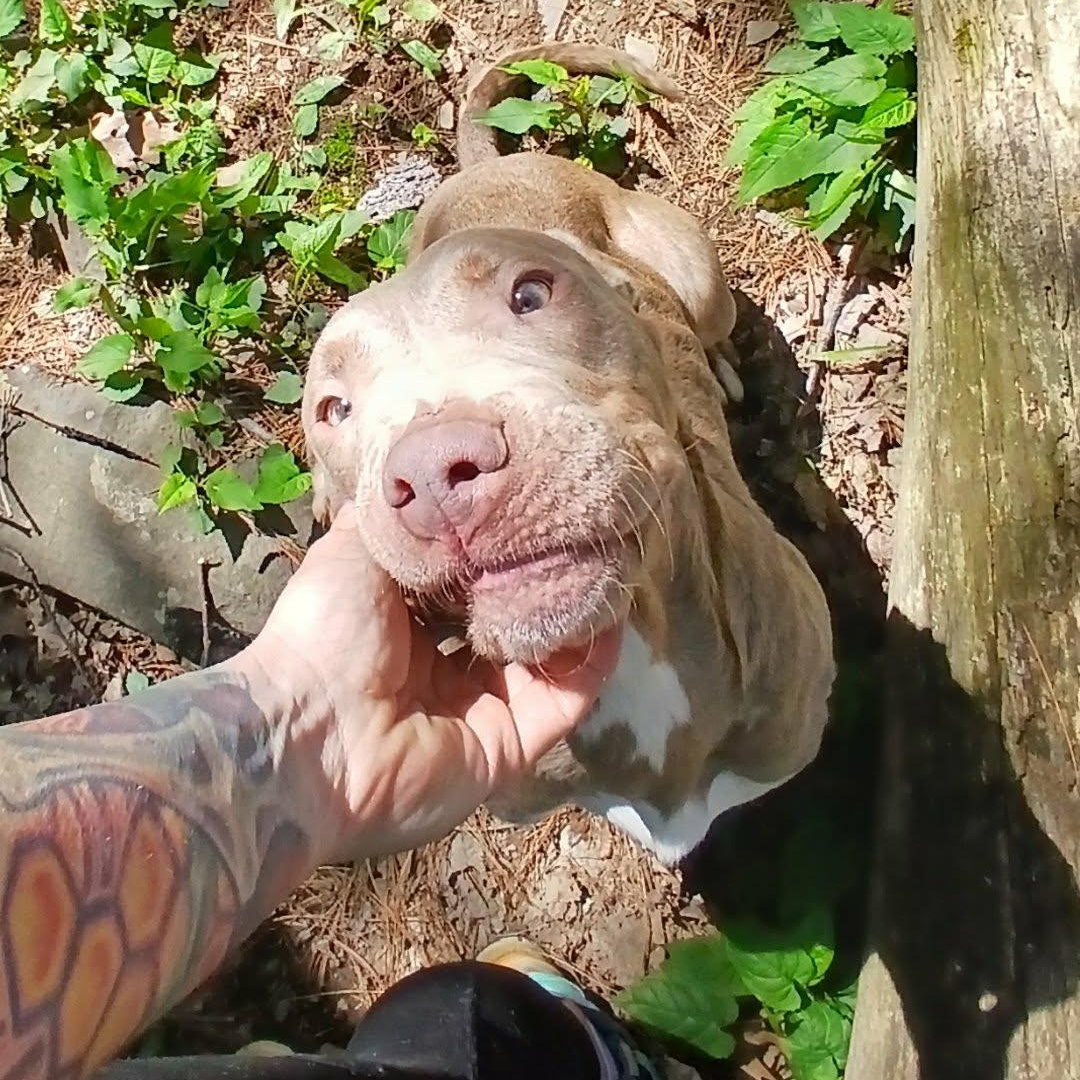Enlarge Q-Betty, a ADOPTABLE American Bully in Saugerties, NY image 2/6