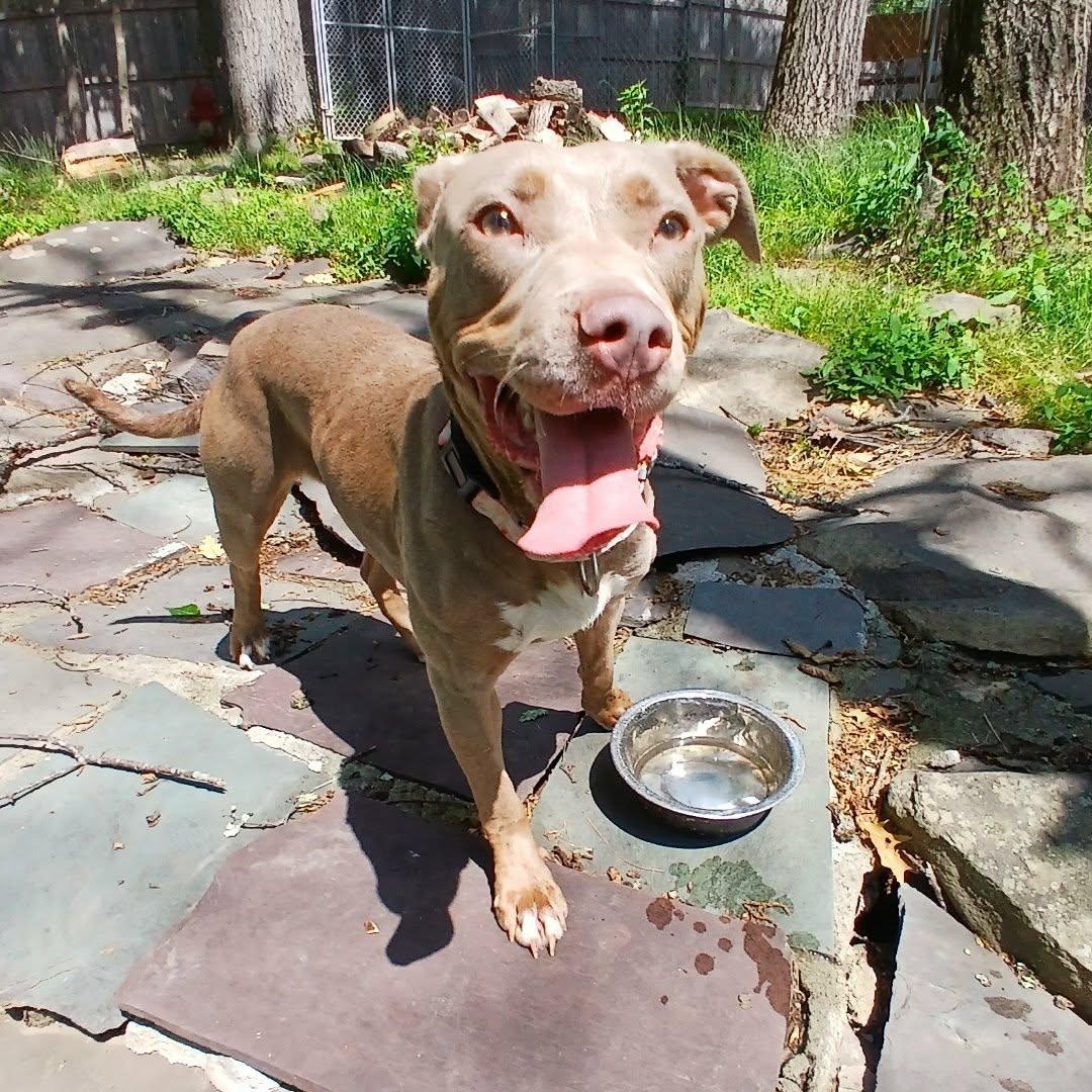 Q-Betty, ADOPTABLE, Young Female American Bully.