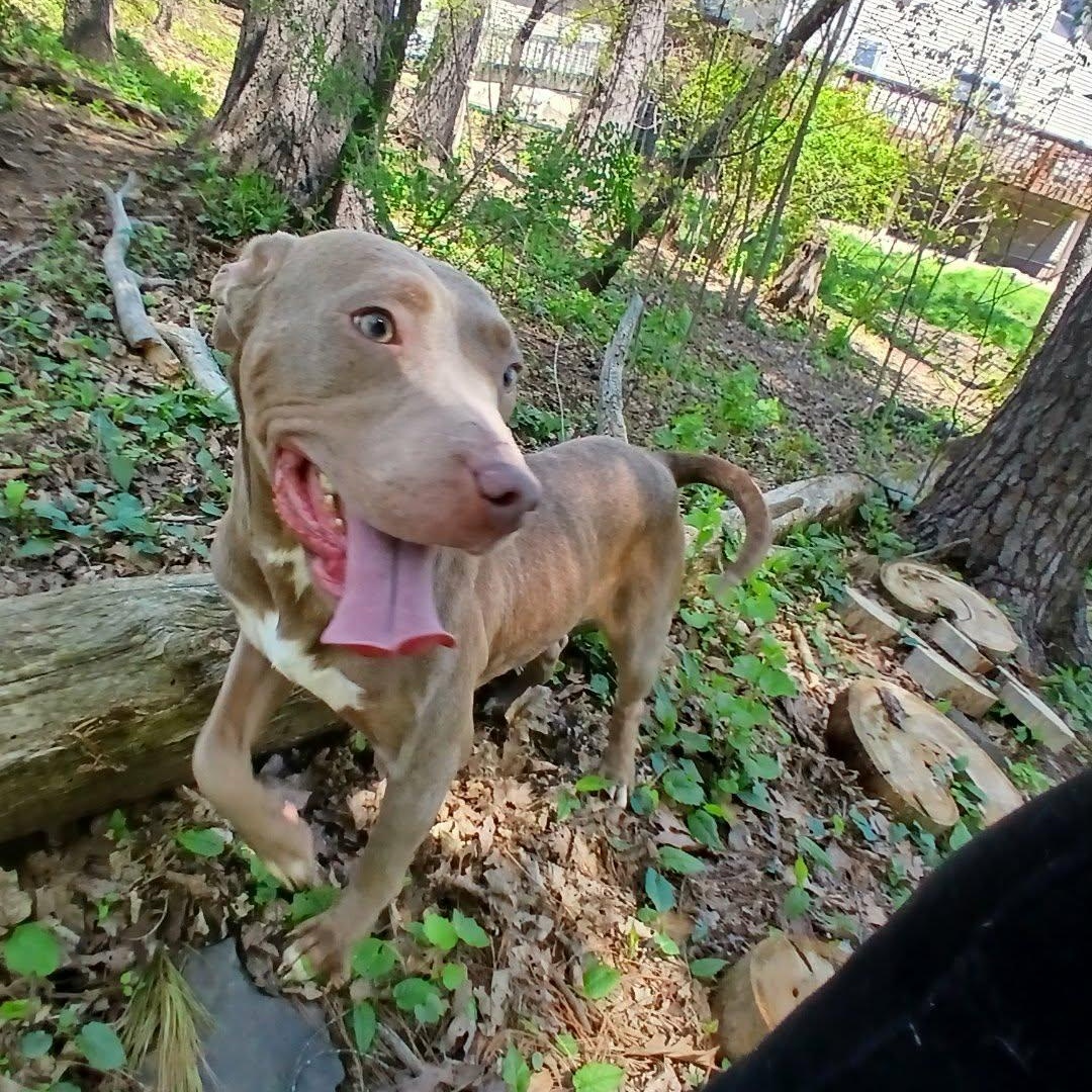Enlarge Q-Betty, a ADOPTABLE American Bully in Saugerties, NY image 3/6