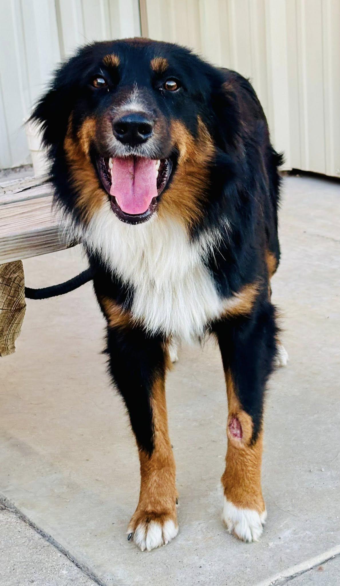 ARPH #14684 - Jet, Adoptable, Adult Male Australian Shepherd.
