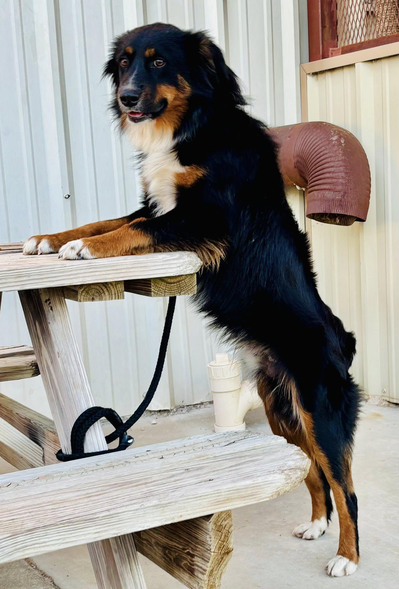 ARPH #14684 - Jet, a Adoptable Australian Shepherd in North Richland Hills, TX image 2/5