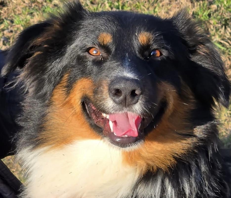 Enlarge ARPH #14684 - Jet, an adopted Australian Shepherd in North Richland Hills, TX image 1/5