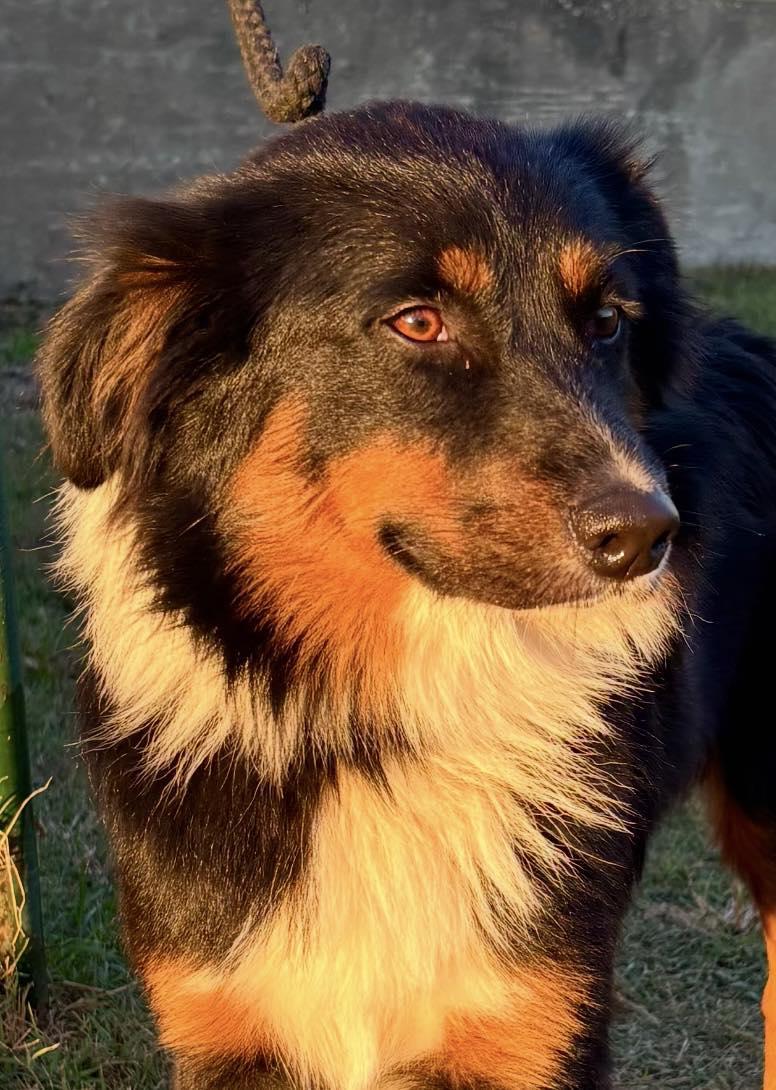 ARPH #14684 - Jet, a Adoptable Australian Shepherd in North Richland Hills, TX image 3/5
