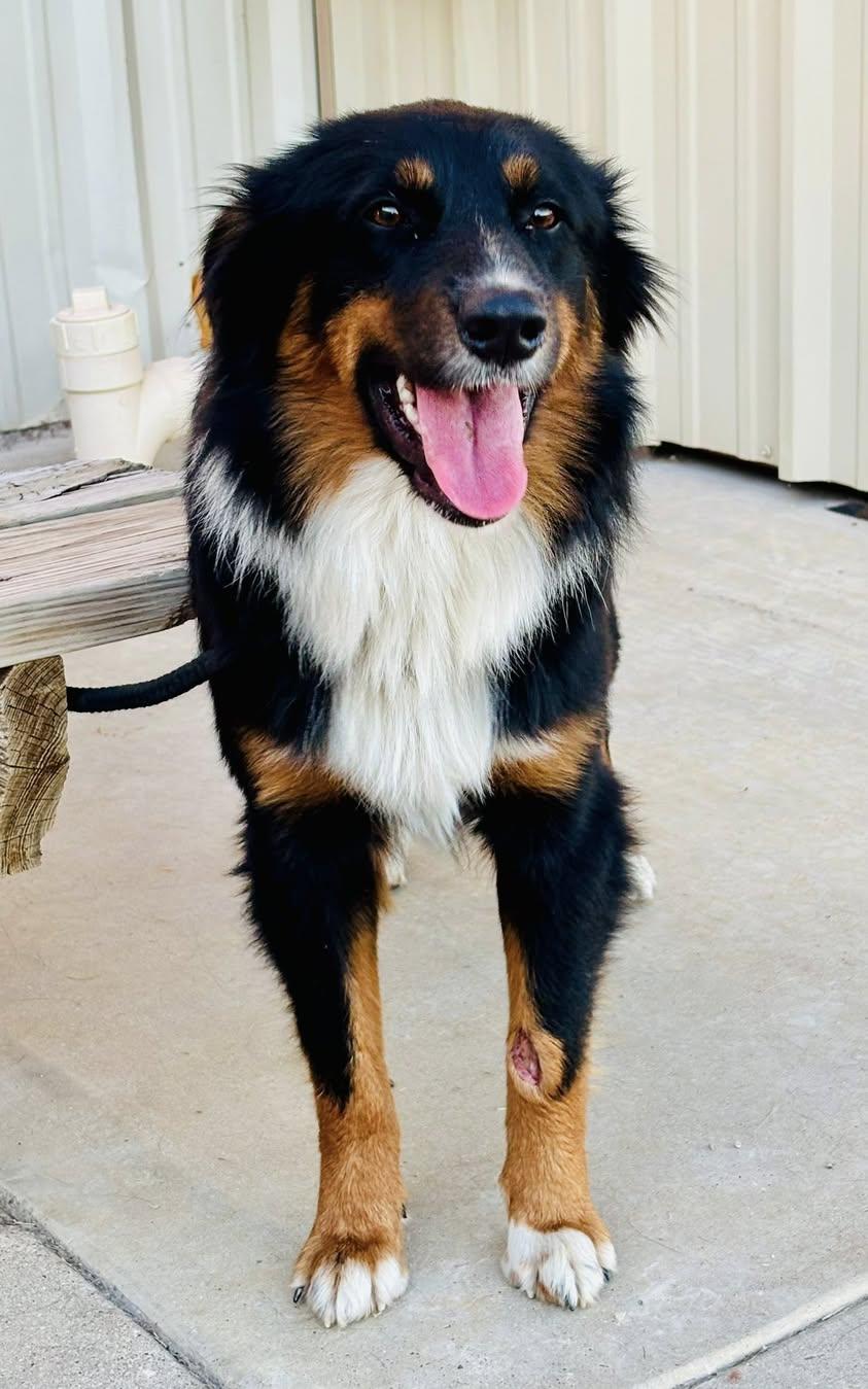ARPH #14684 - Jet, a Adoptable Australian Shepherd in North Richland Hills, TX image 4/5