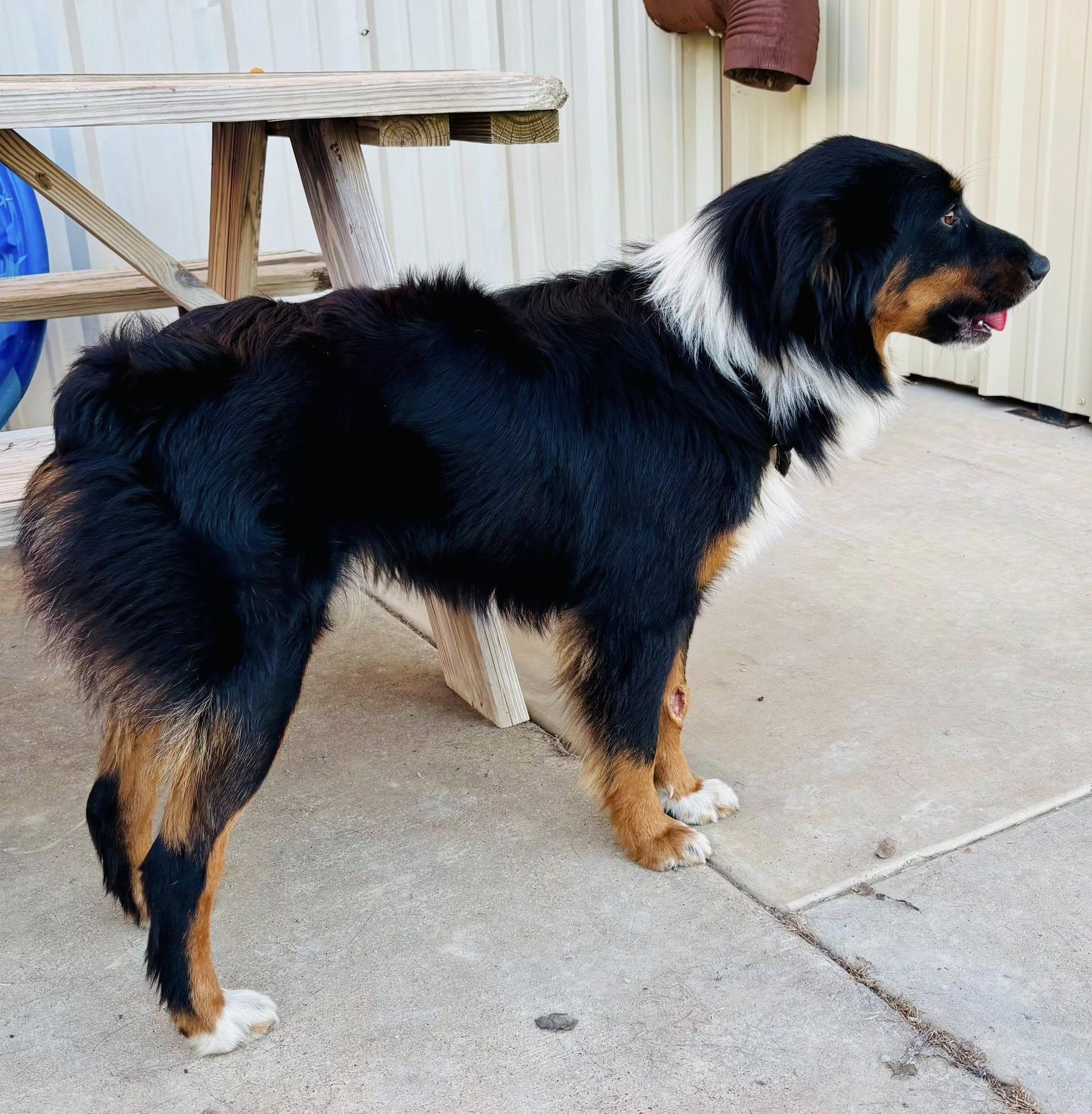ARPH #14684 - Jet, a Adoptable Australian Shepherd in North Richland Hills, TX image 5/5
