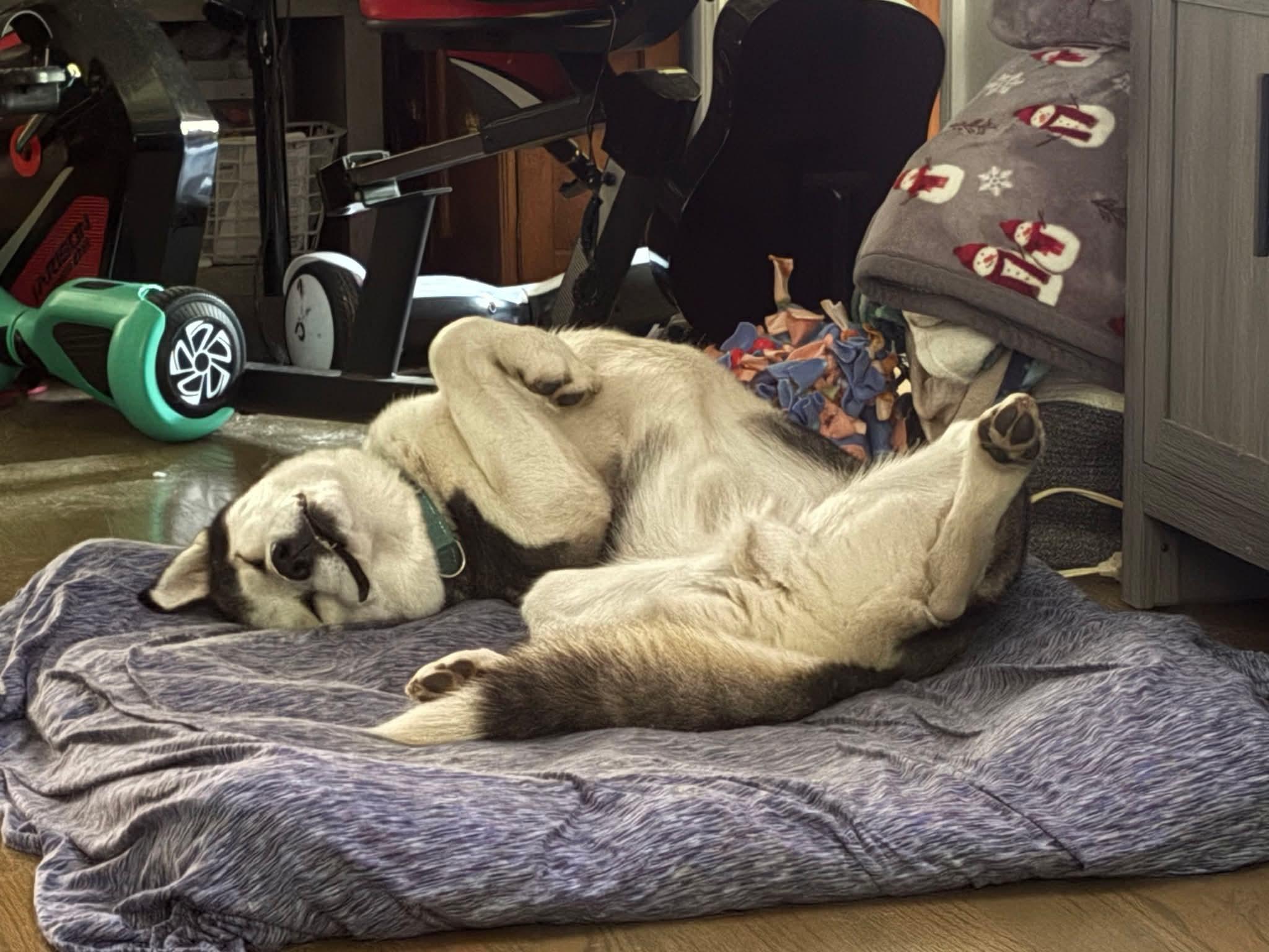 Enlarge Nytro, a Adoptable Husky in Elmhurst, IL image 1/6