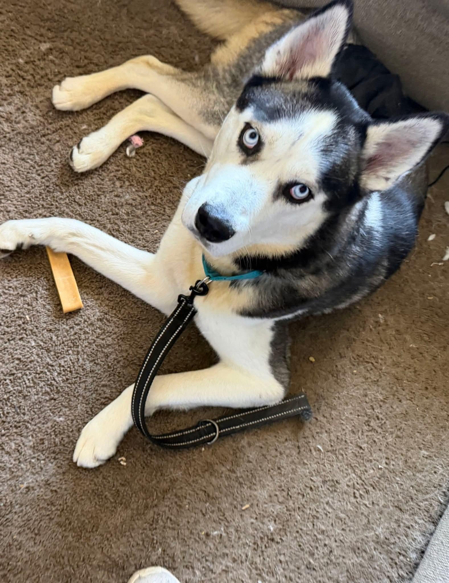 Enlarge Nytro, a Adoptable Husky in Elmhurst, IL image 5/6