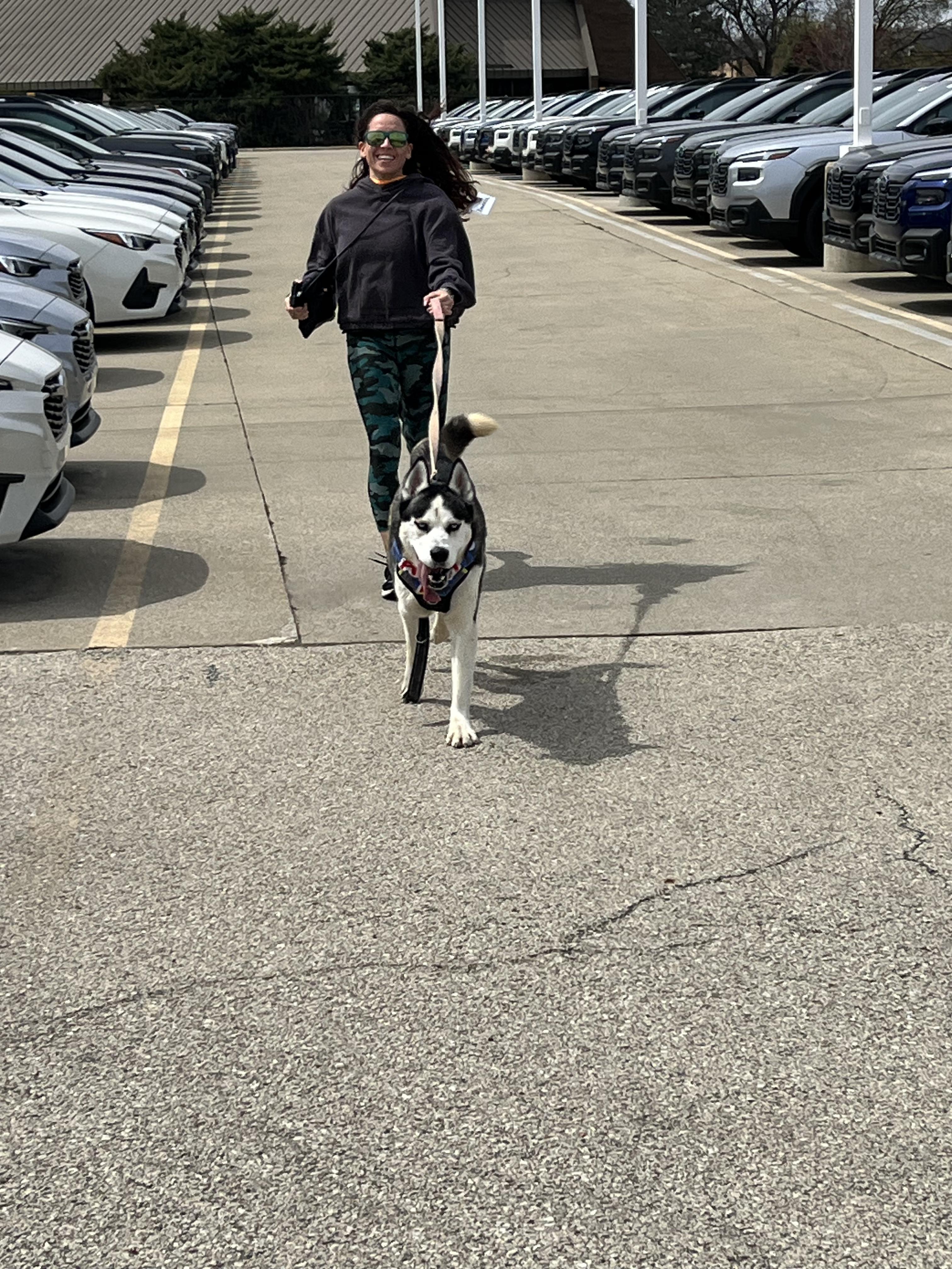 Enlarge Nytro, a ADOPTABLE Husky in Elmhurst, IL image 3/5