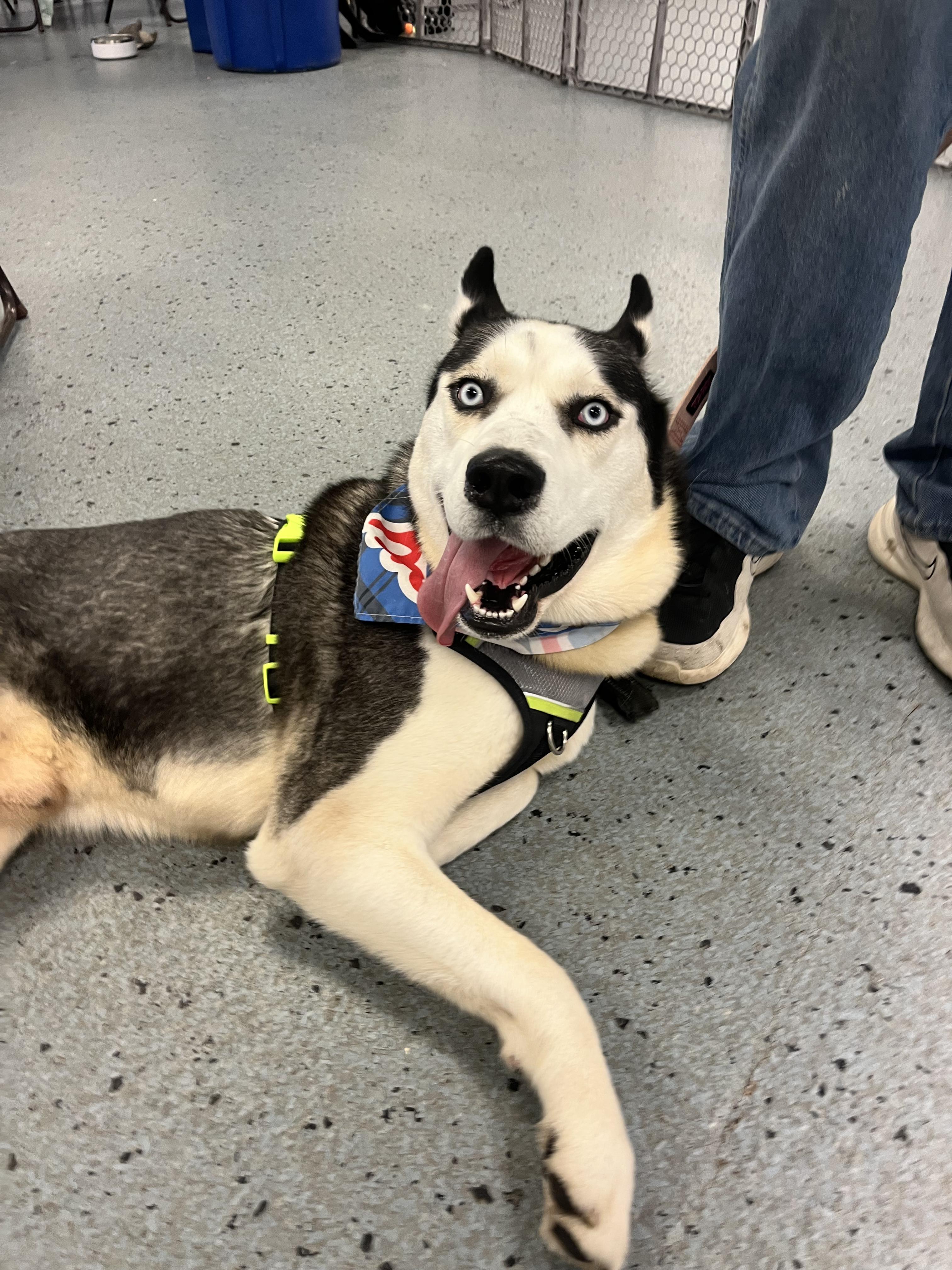 Nytro, ADOPTABLE, Young Male Husky.