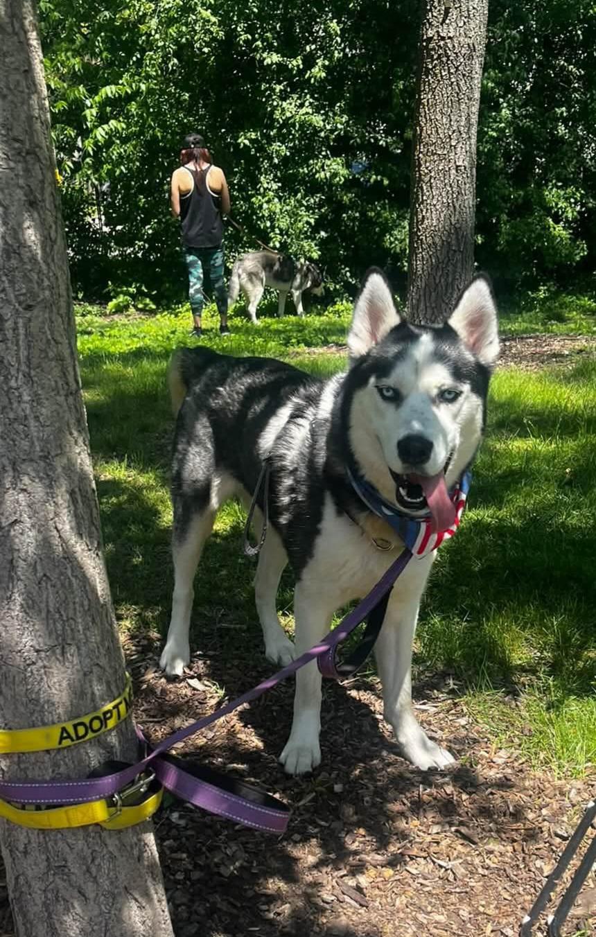 Enlarge Nytro, a Adoptable Husky in Elmhurst, IL image 2/6