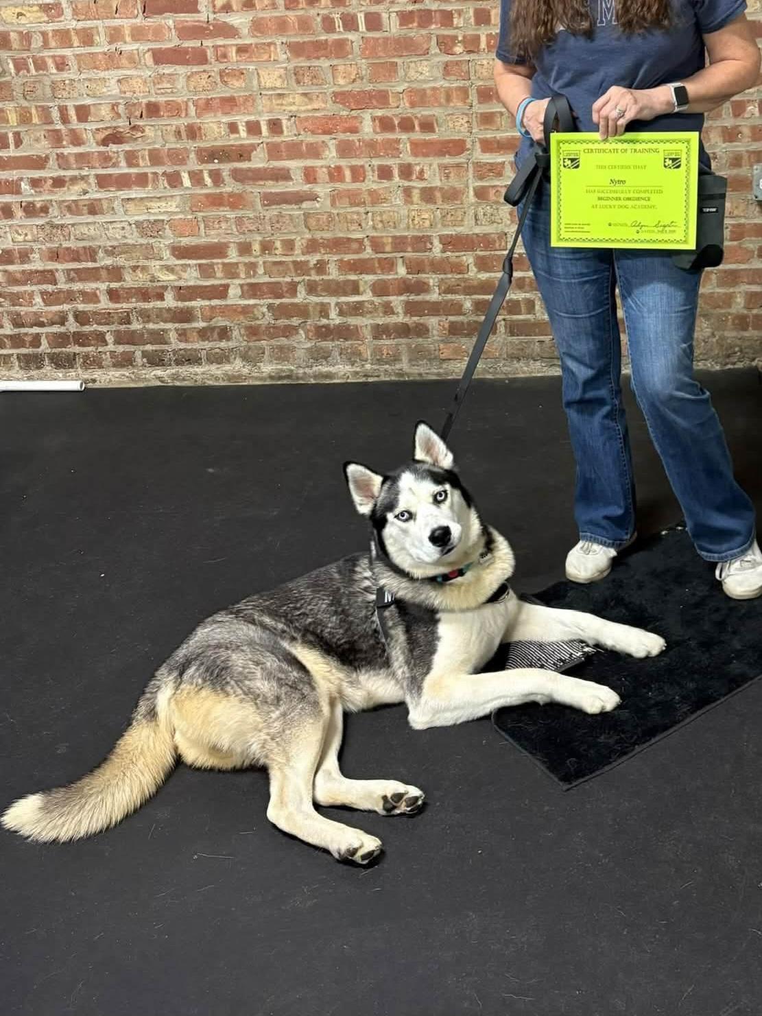 Enlarge Nytro, a Adoptable Husky in Elmhurst, IL image 3/6