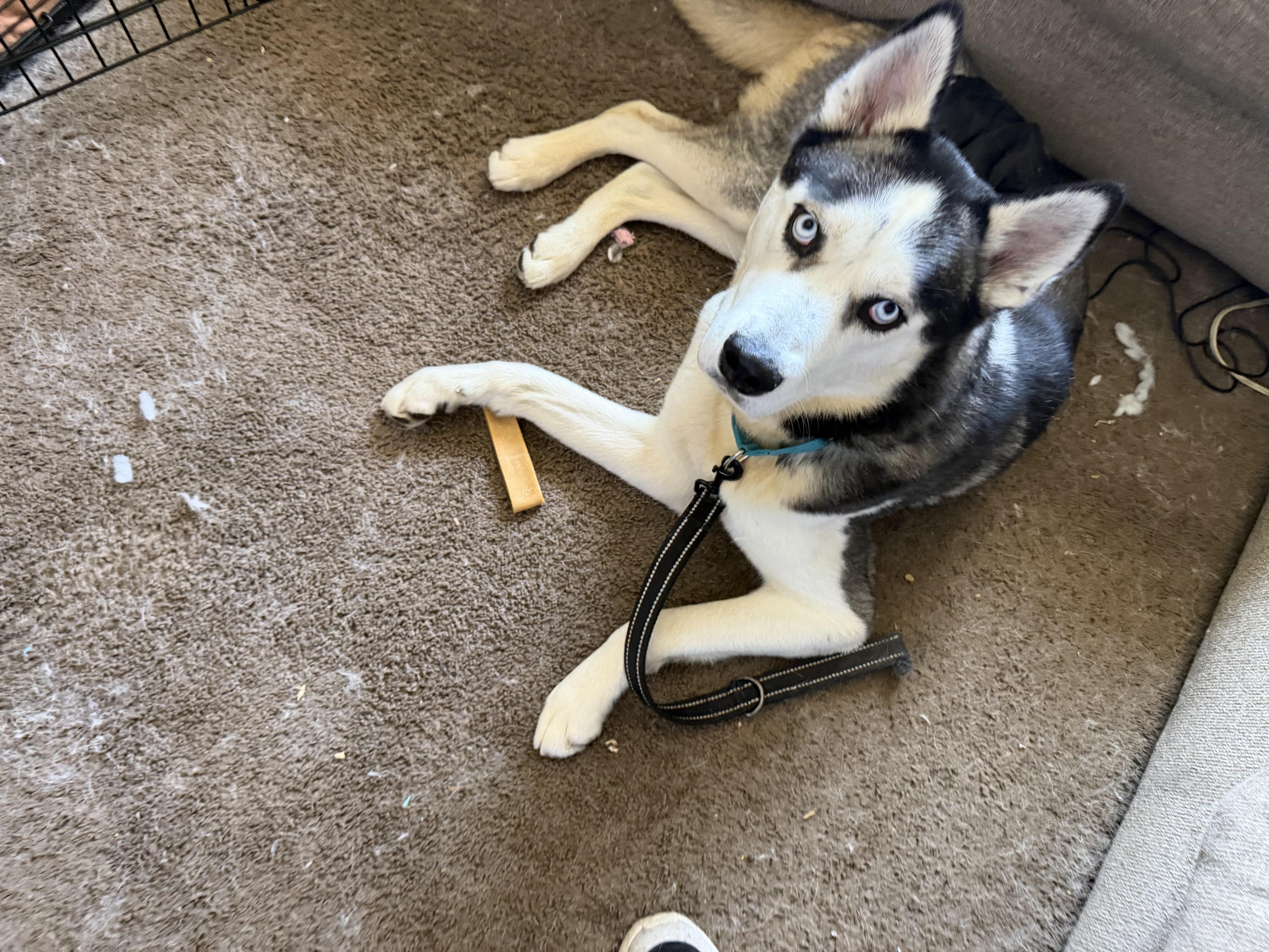 Enlarge Nytro, a ADOPTABLE Husky in Elmhurst, IL image 4/5