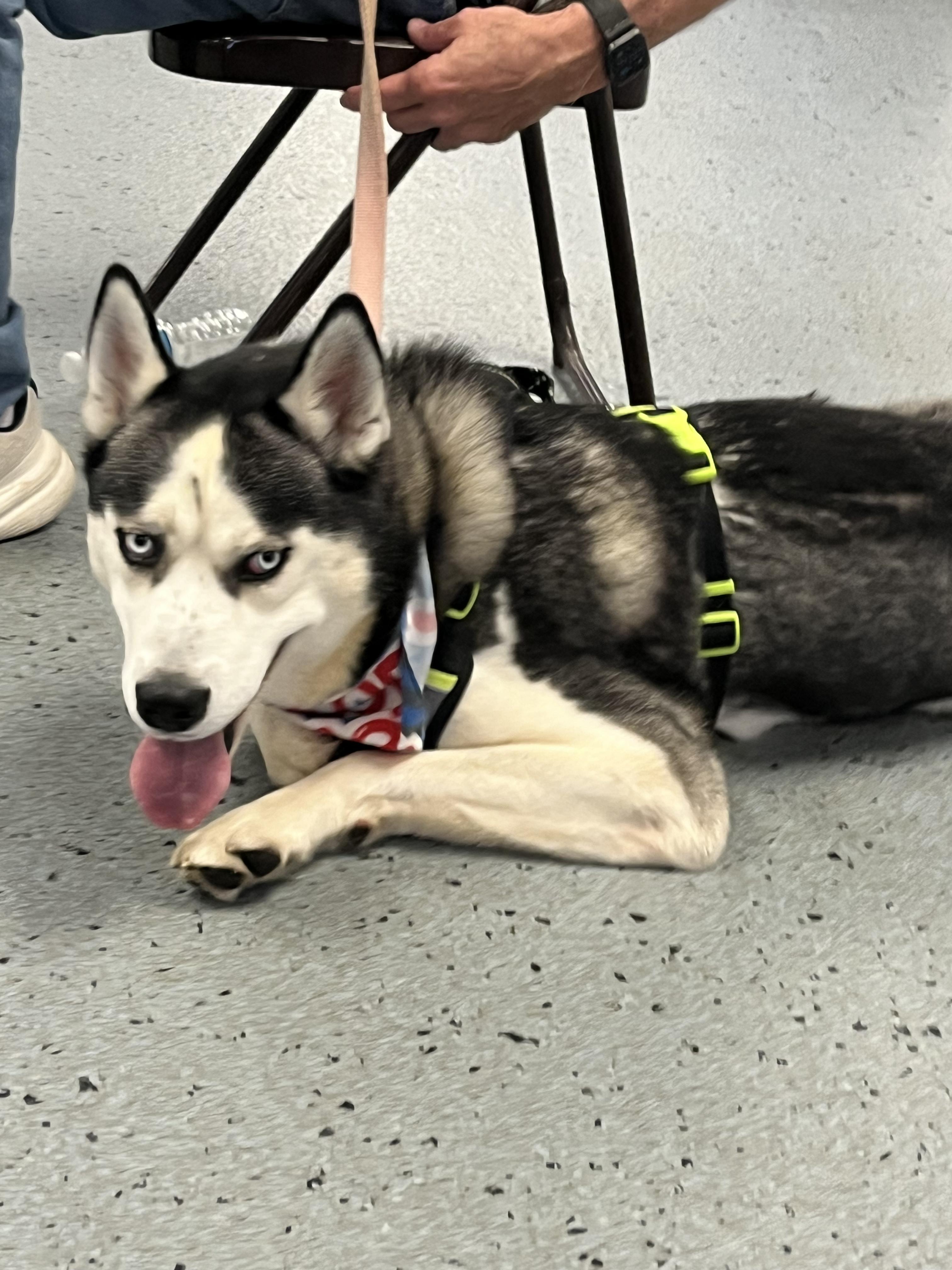 Enlarge Nytro, a ADOPTABLE Husky in Elmhurst, IL image 2/5