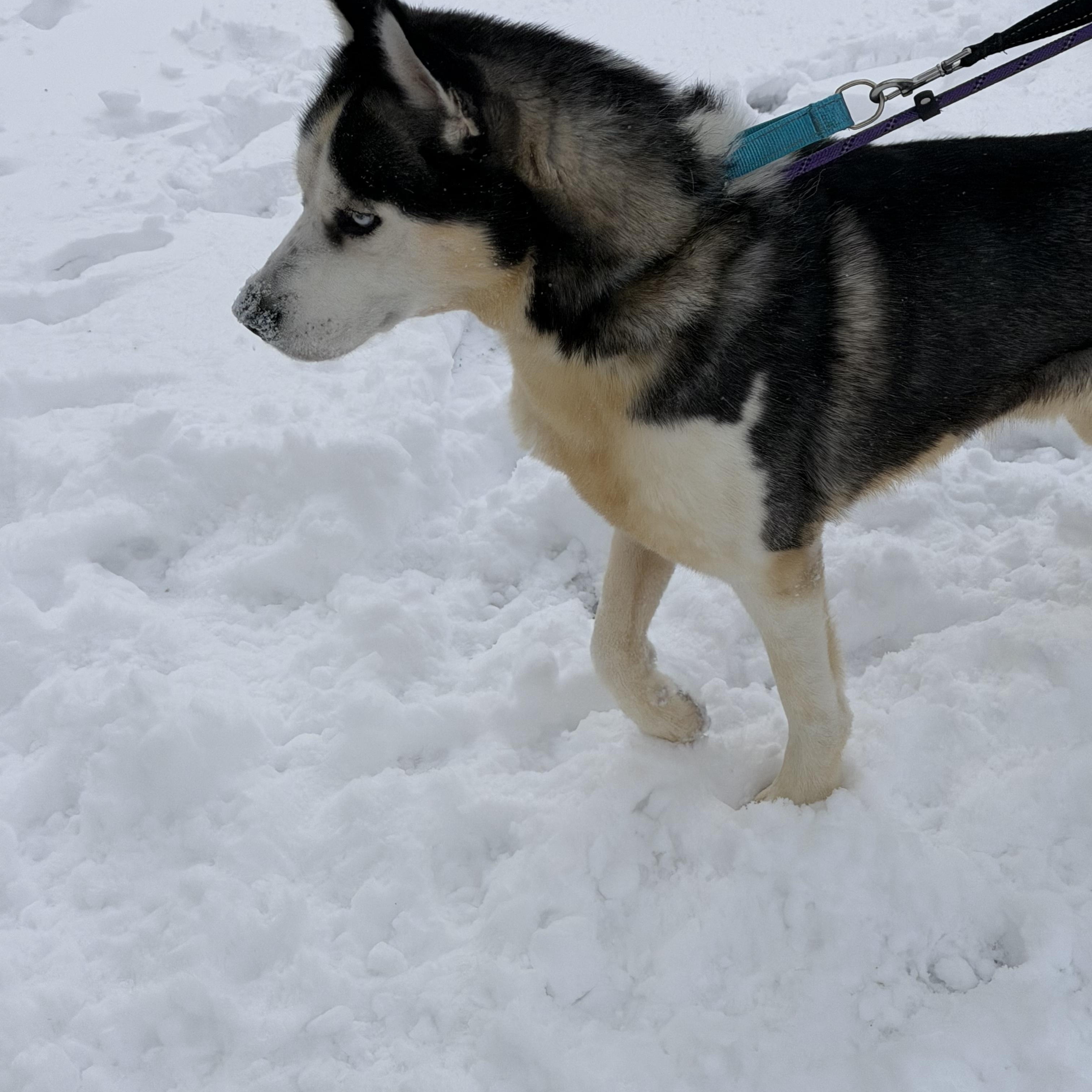 Enlarge Nytro, a ADOPTABLE Husky in Elmhurst, IL image 5/5