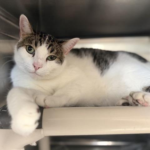 Bran, Adoptable, Adult Male Domestic Short Hair & Mixed Breed.