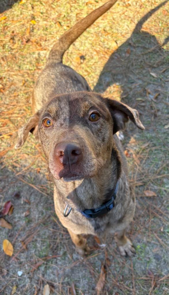 Cardi B (AKA Snakebite), Adoptable, Adult Female Catahoula Leopard Dog.