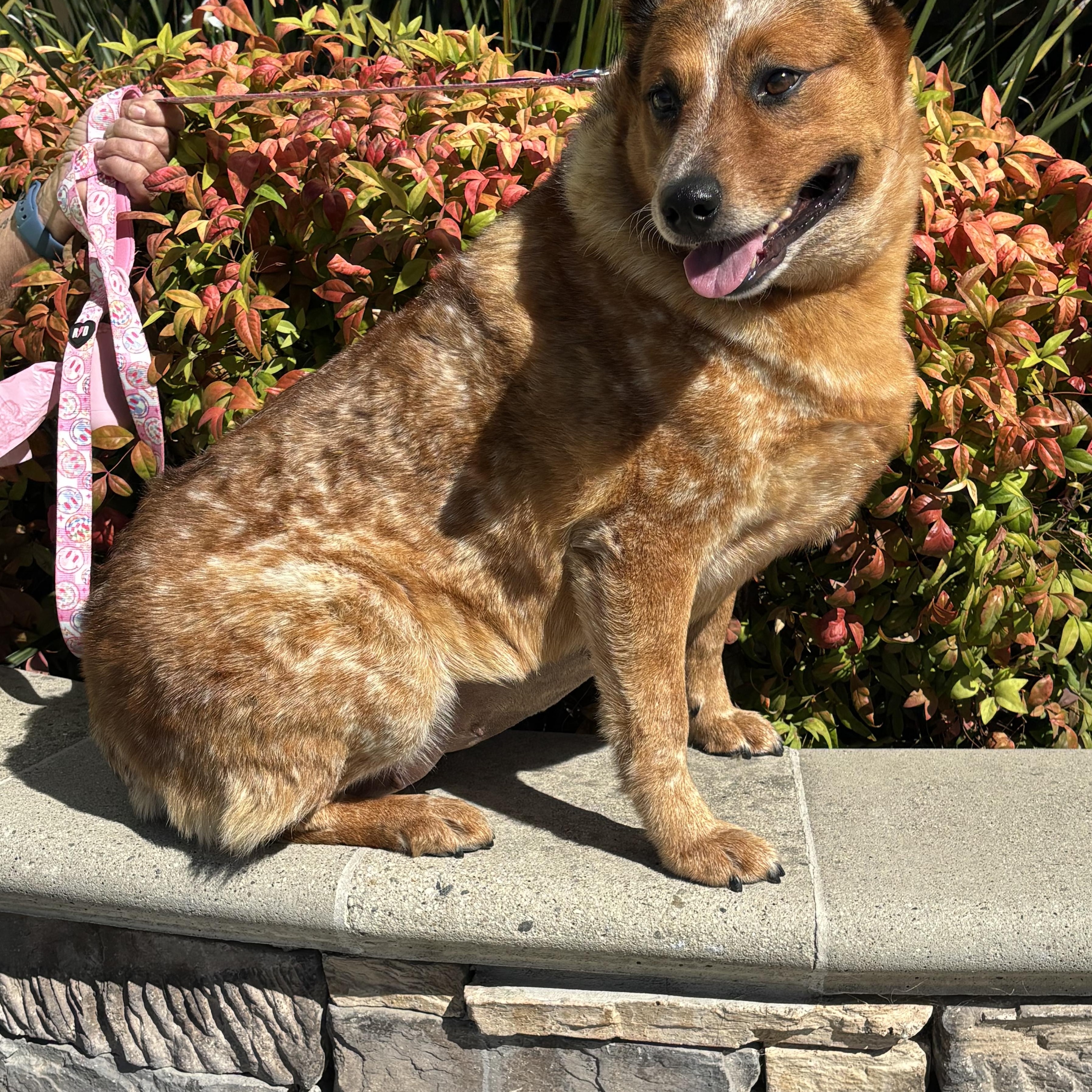 Peggy Sue, ADOPTABLE, Adult Female Australian Cattle Dog / Blue Heeler.