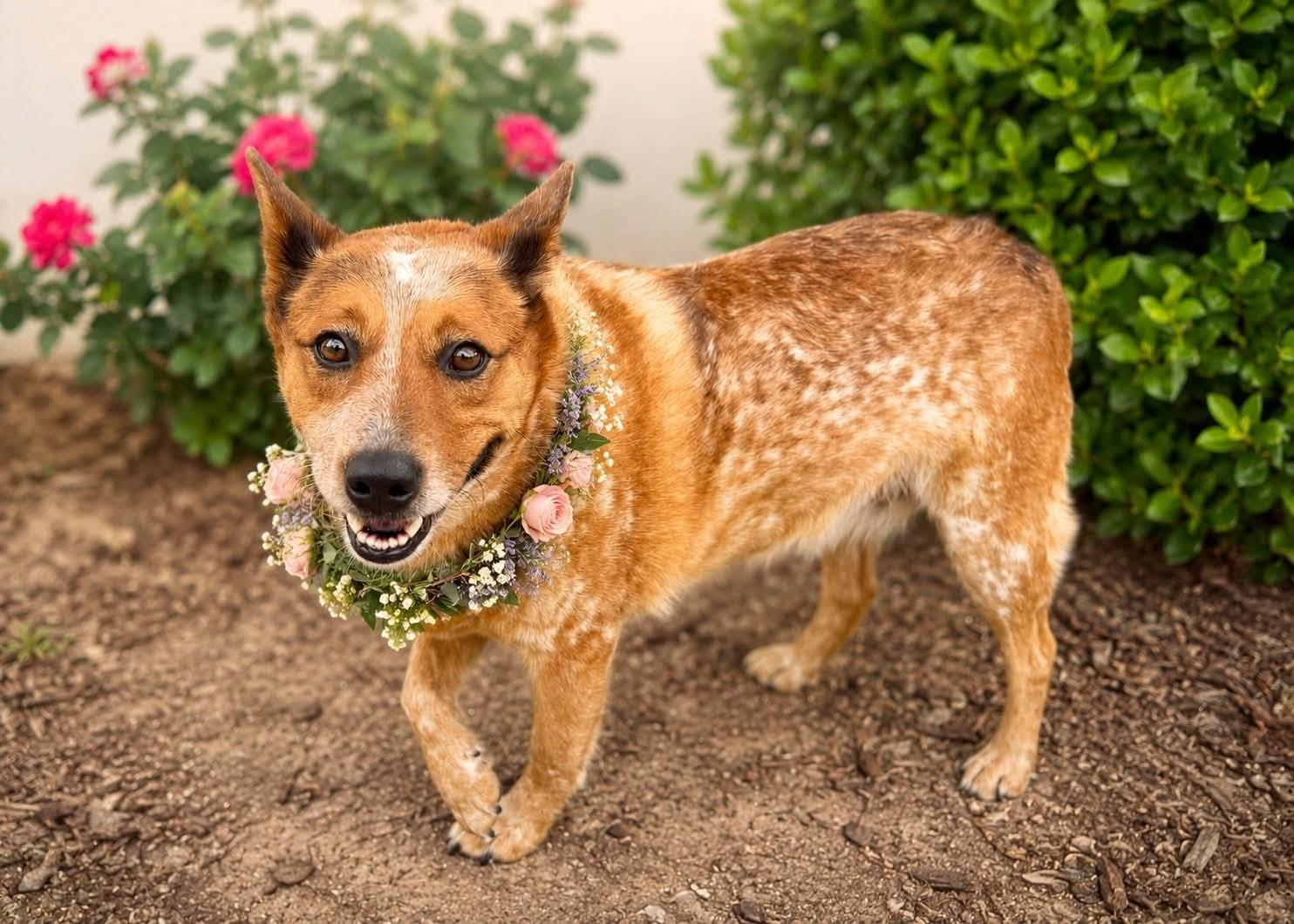Peggy Sue, a ADOPTABLE mixed breed in Murrieta, CA image 3/5