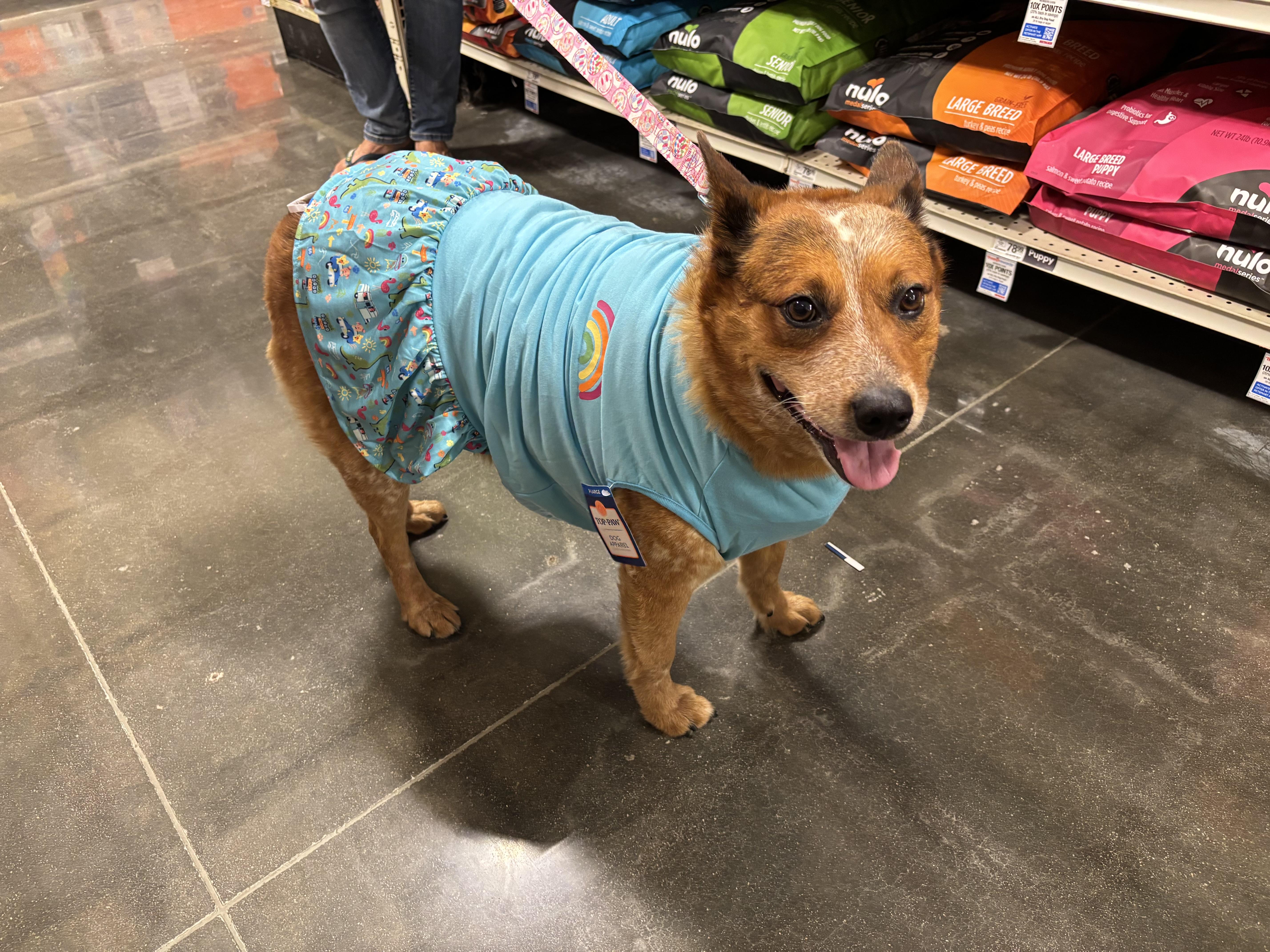 Peggy Sue, a ADOPTABLE mixed breed in Murrieta, CA image 5/5