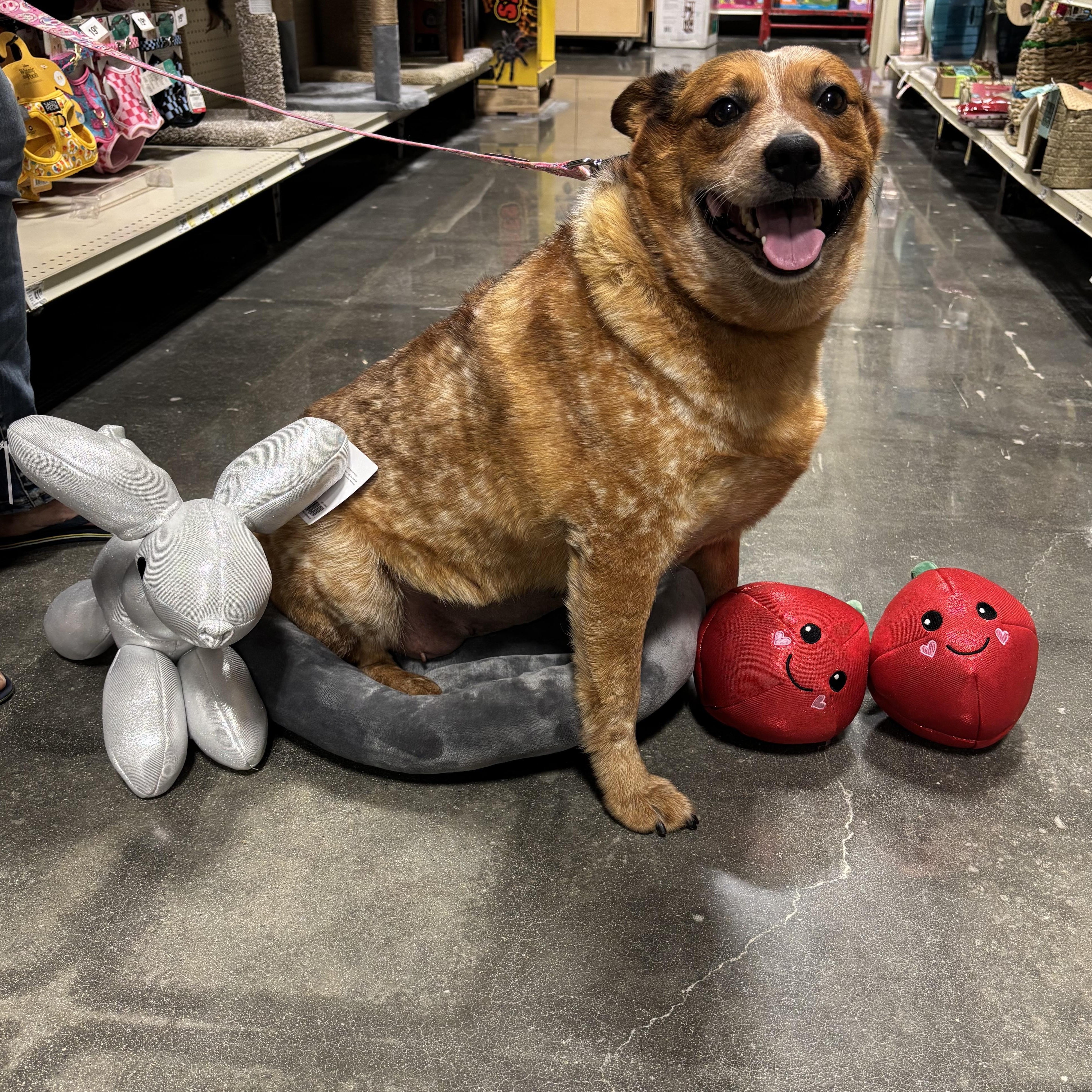 Peggy Sue, a ADOPTABLE mixed breed in Murrieta, CA image 4/5